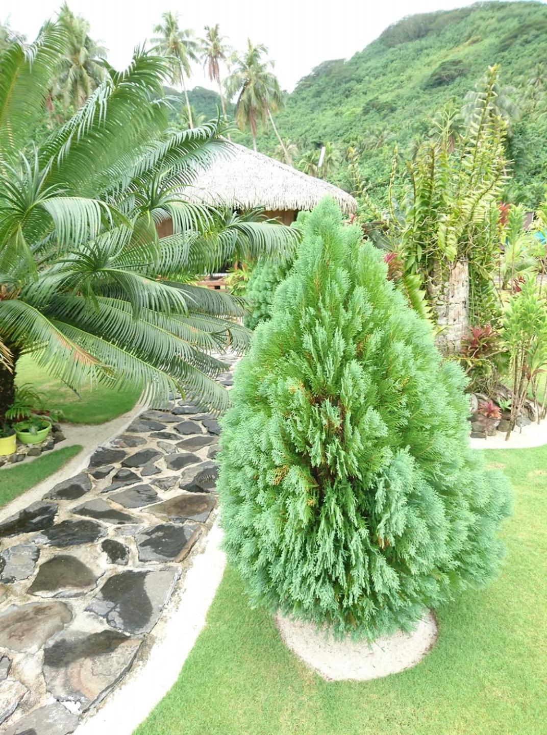 Bungalow with Garden View photo 2