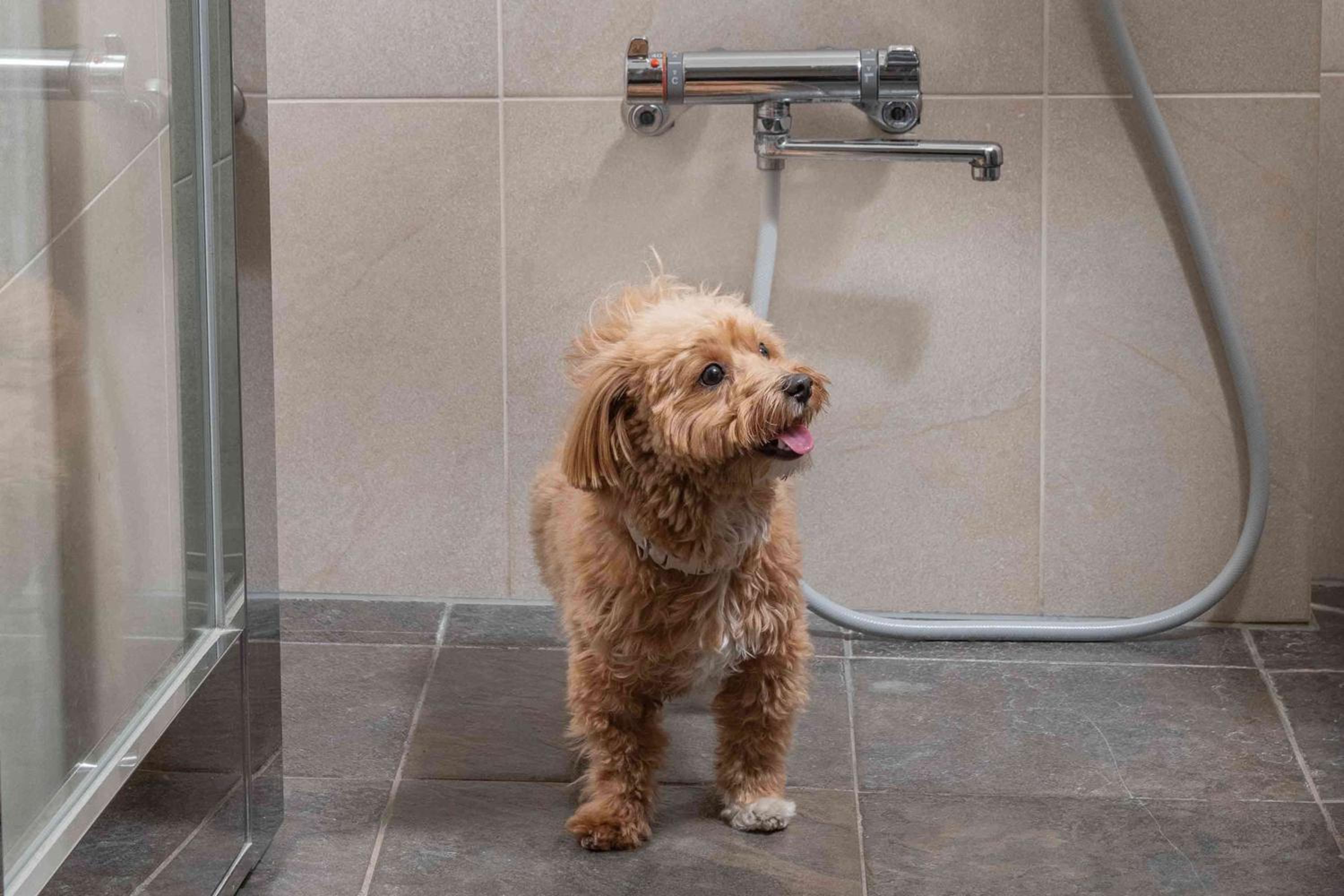 Deluxe Twin Room - Dog Friendly - Photo 5