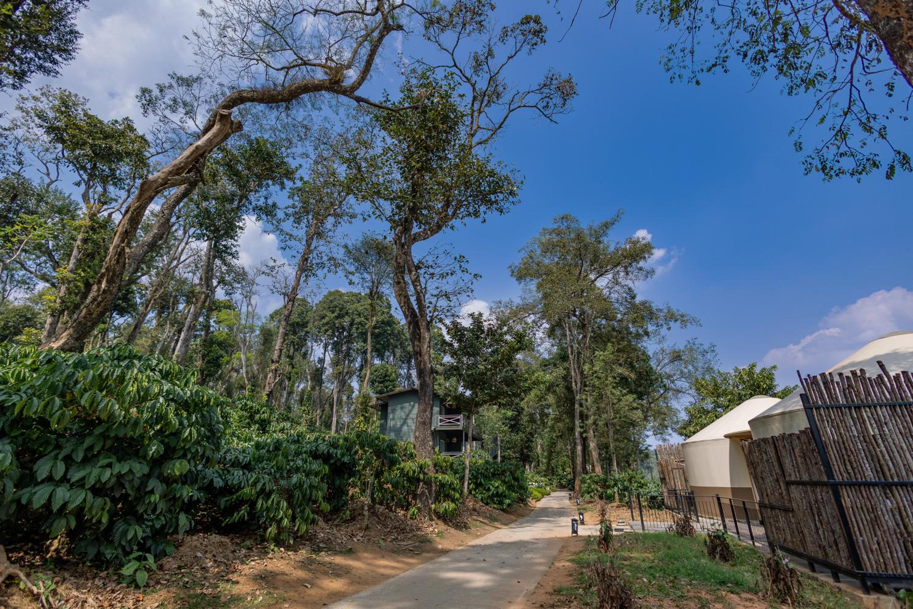 Tamarind Canopy Luxe Cabin - Photo 9