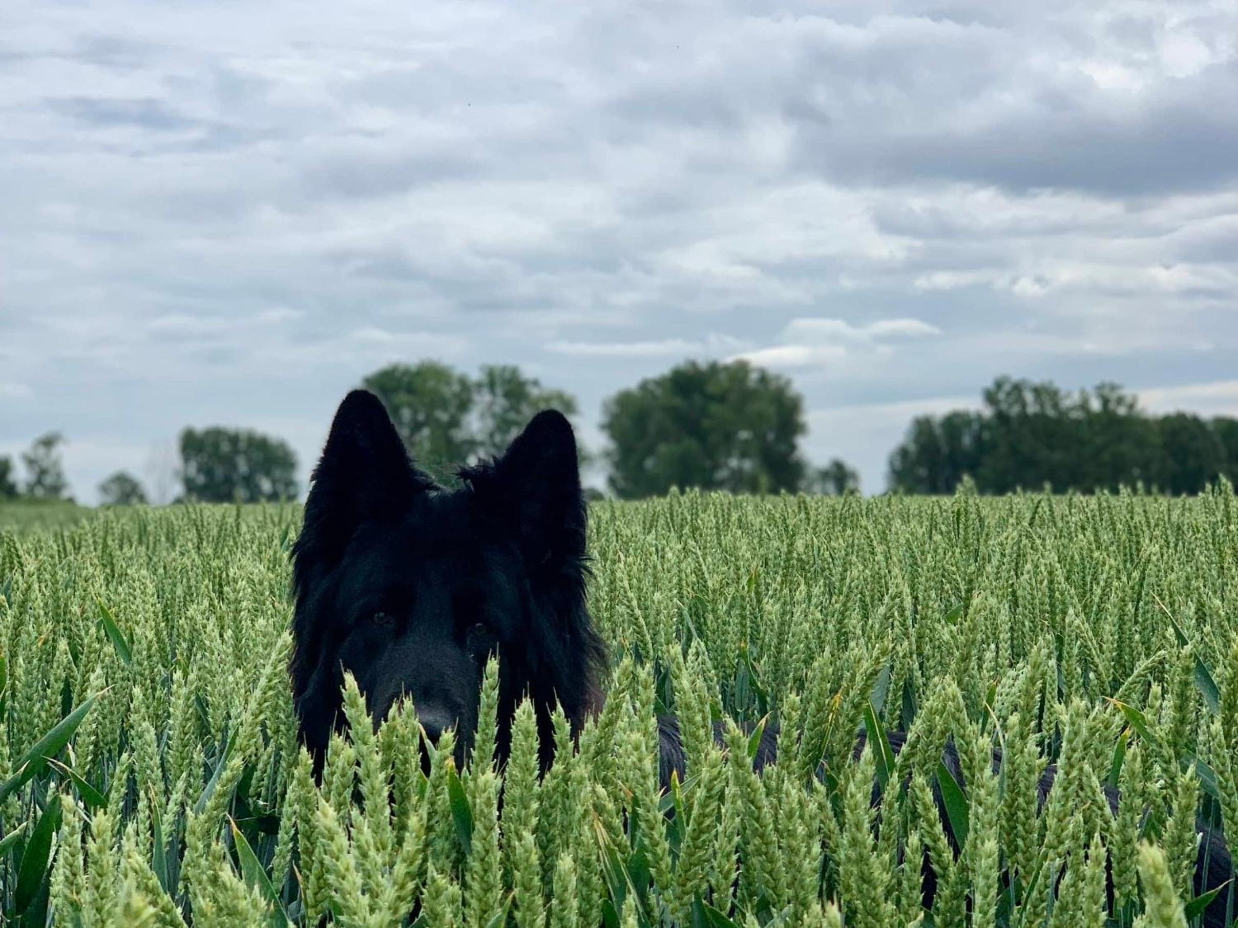 King Room with Lake View photo 2
