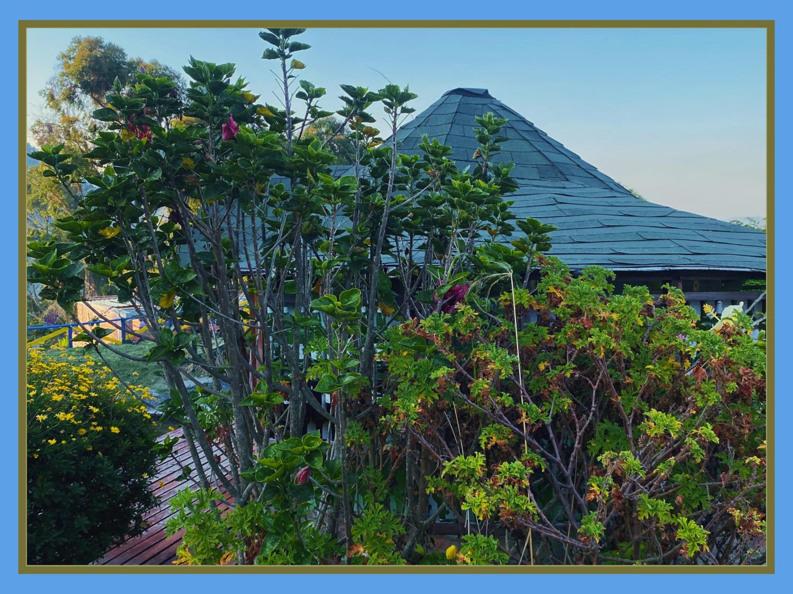 Deluxe Bungalow with Garden View photo 2