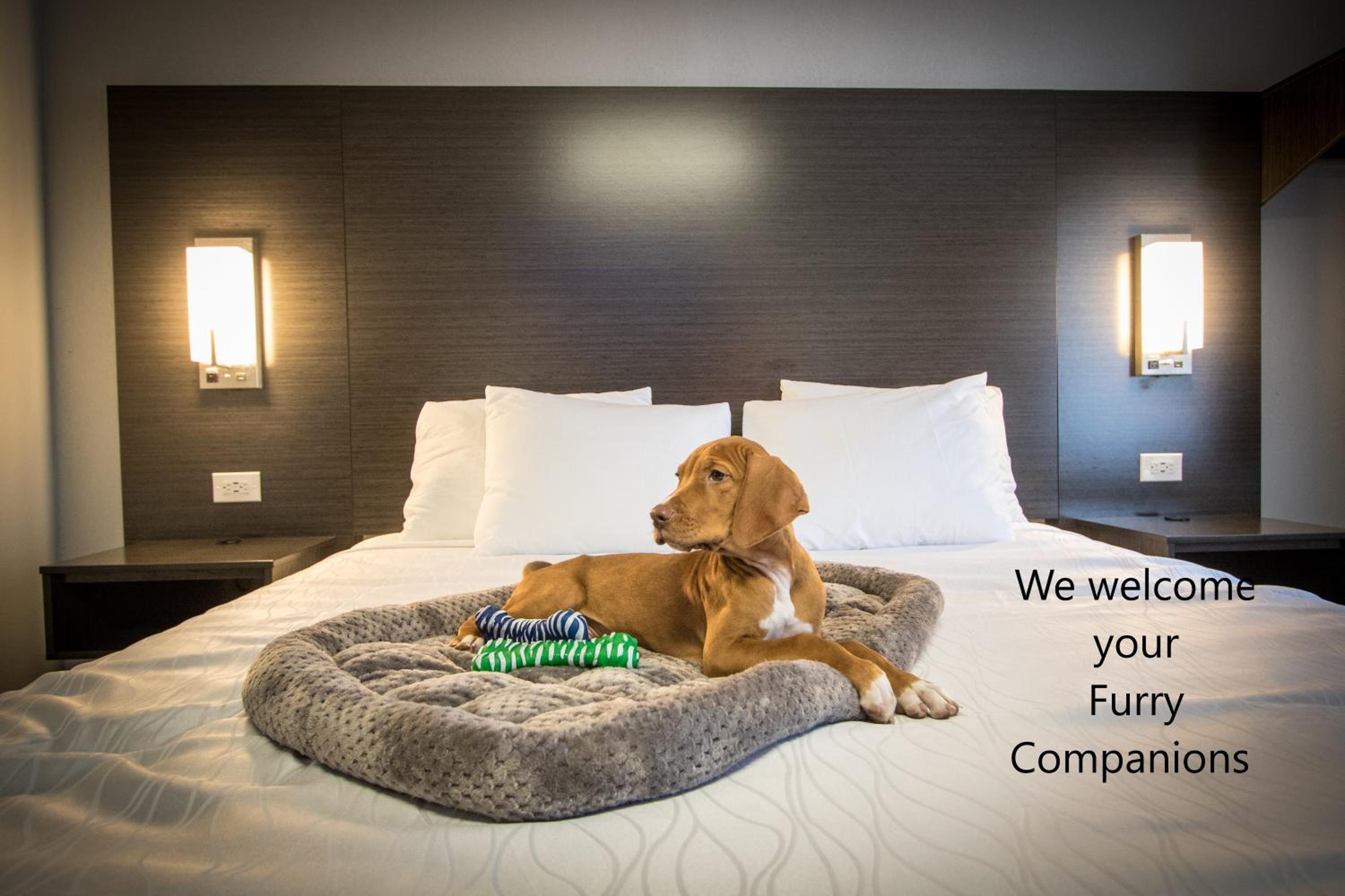 2 Queen Beds Accessible, Non-Smoking (Pet-Friendly) - Photo 7