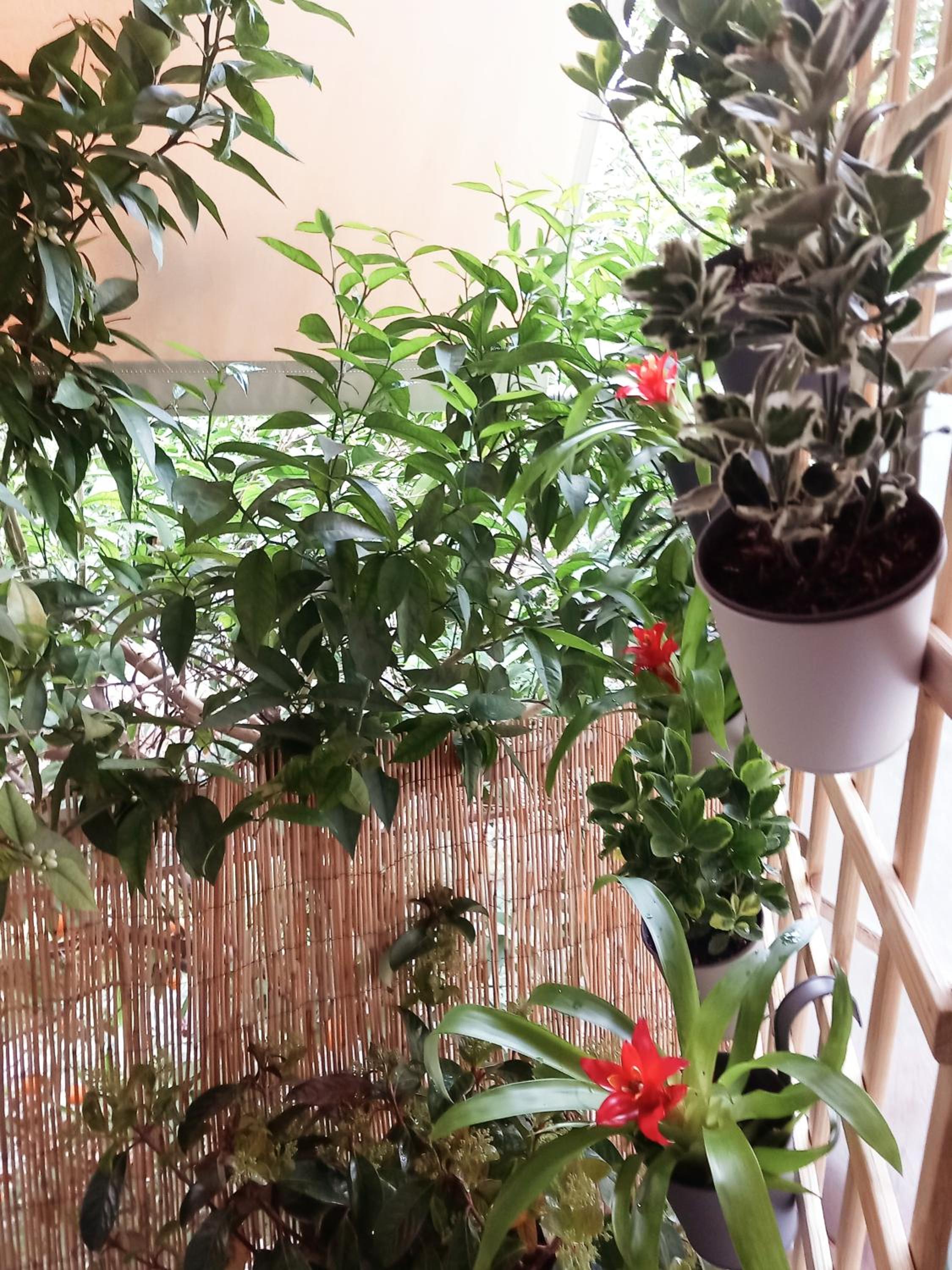 Apartment with Balcony photo 2