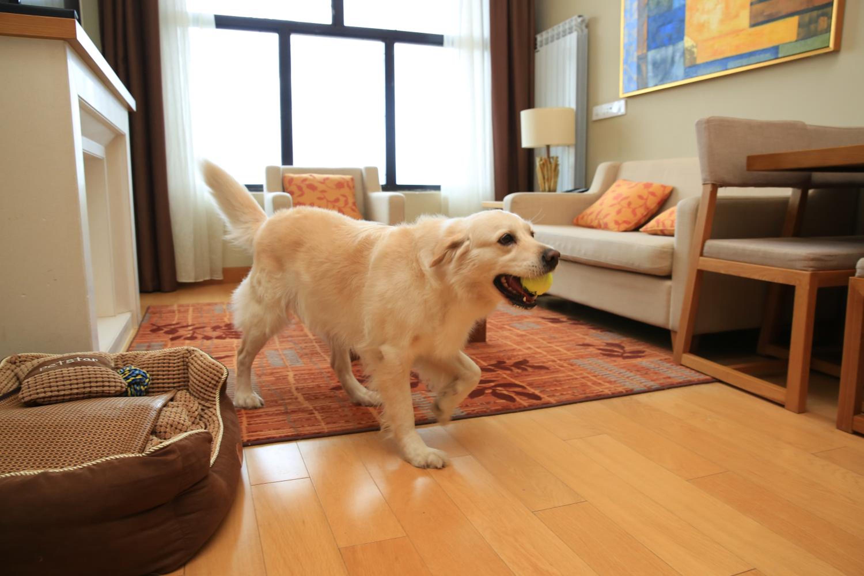 One-Bedroom Suite - Pet Friendly photo 3
