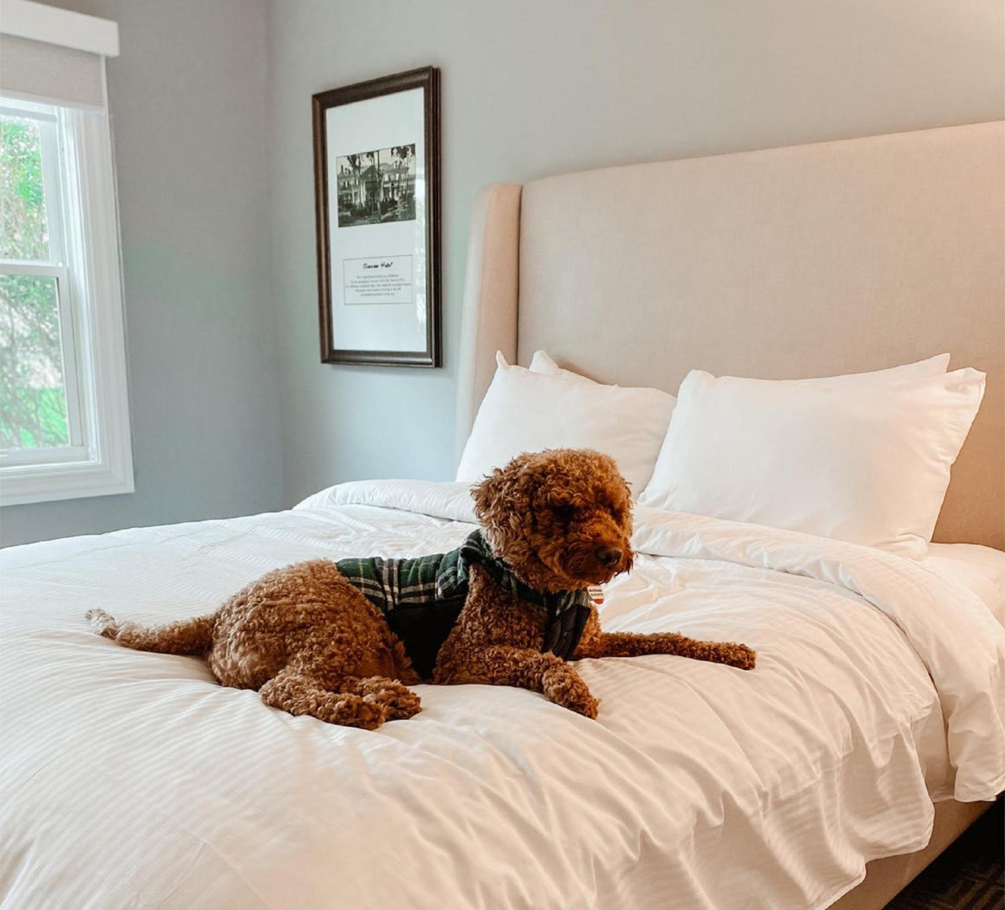 Queen Room with Two Queen Beds - Pet Friendly photo 2
