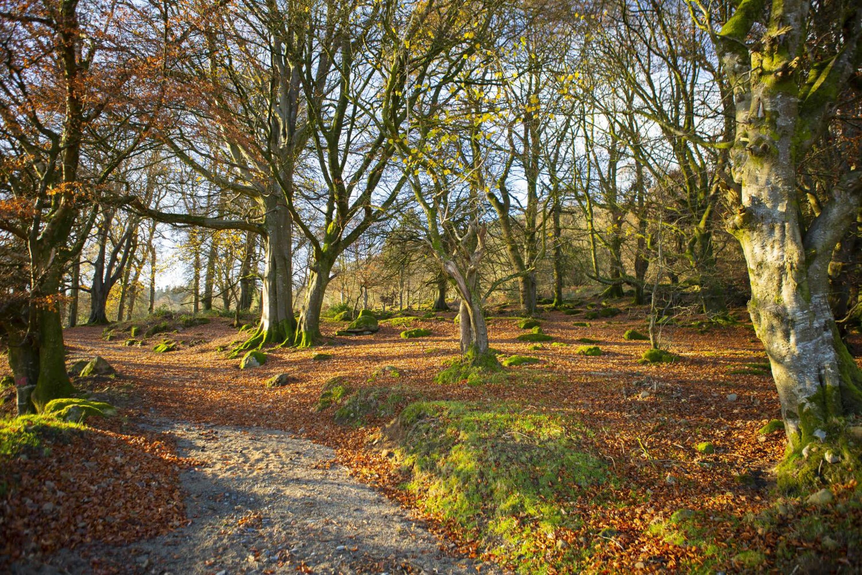 Killeavy Castle - Photo 11