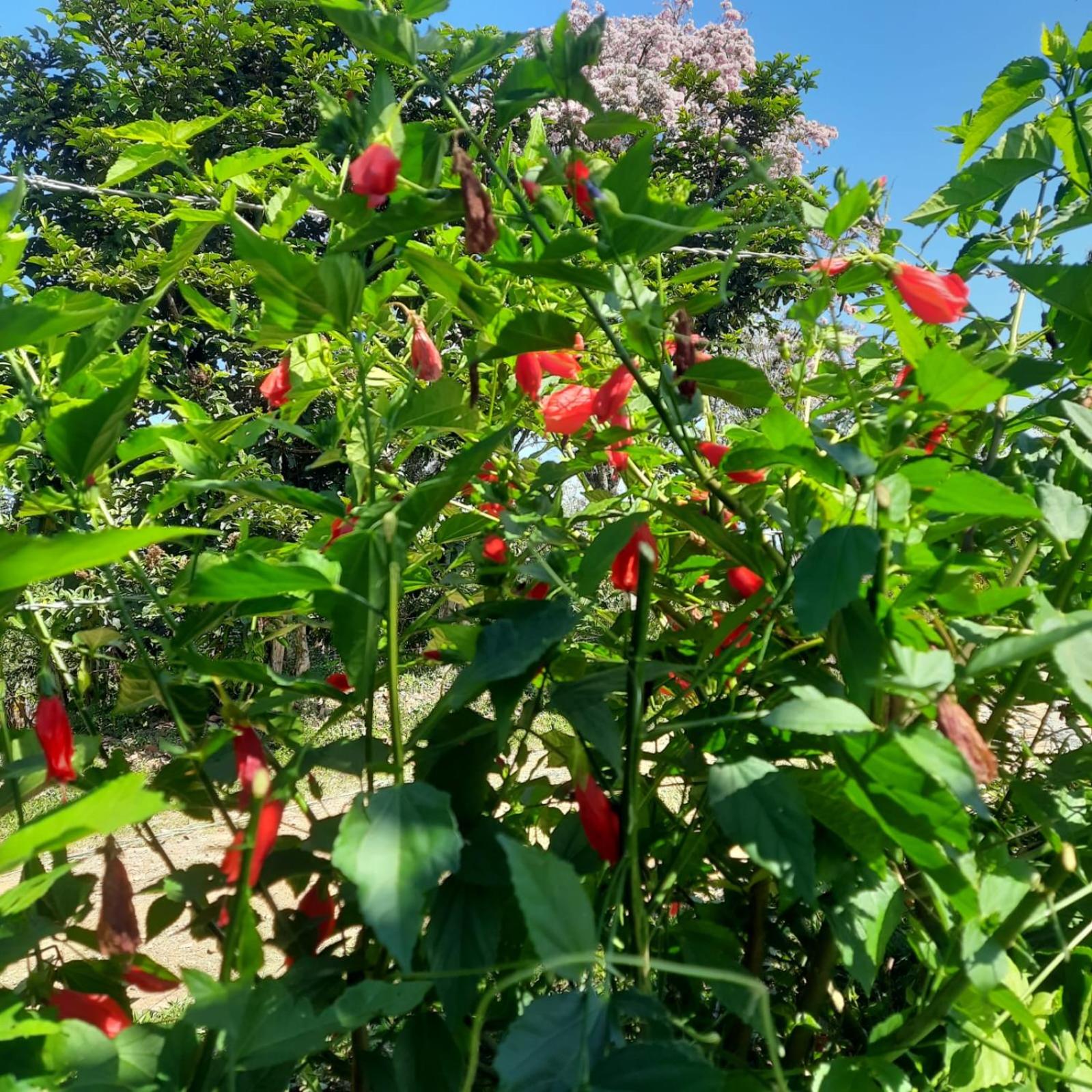 Family Room With Garden View photo 2