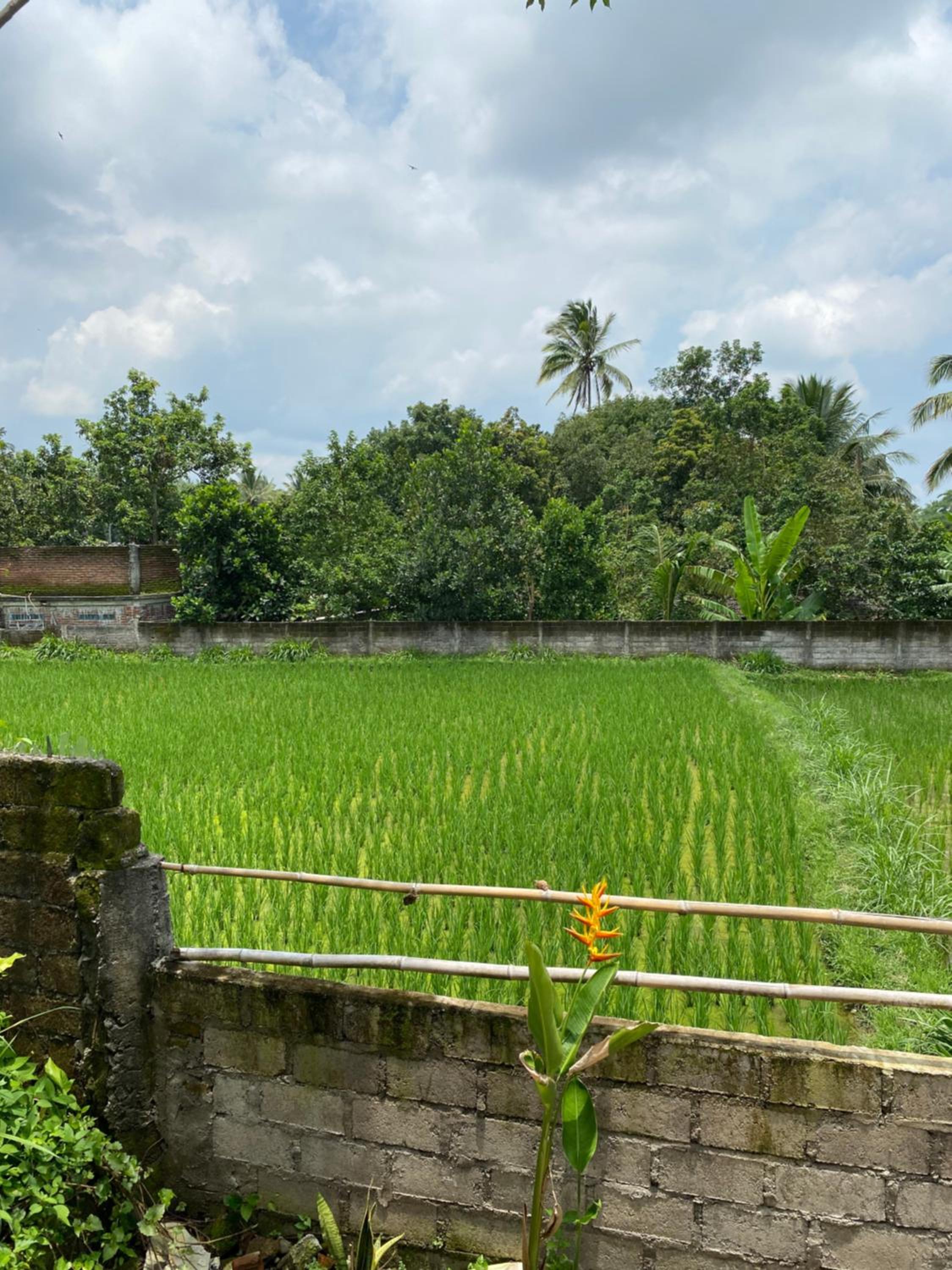 Double Room with Garden View photo 3