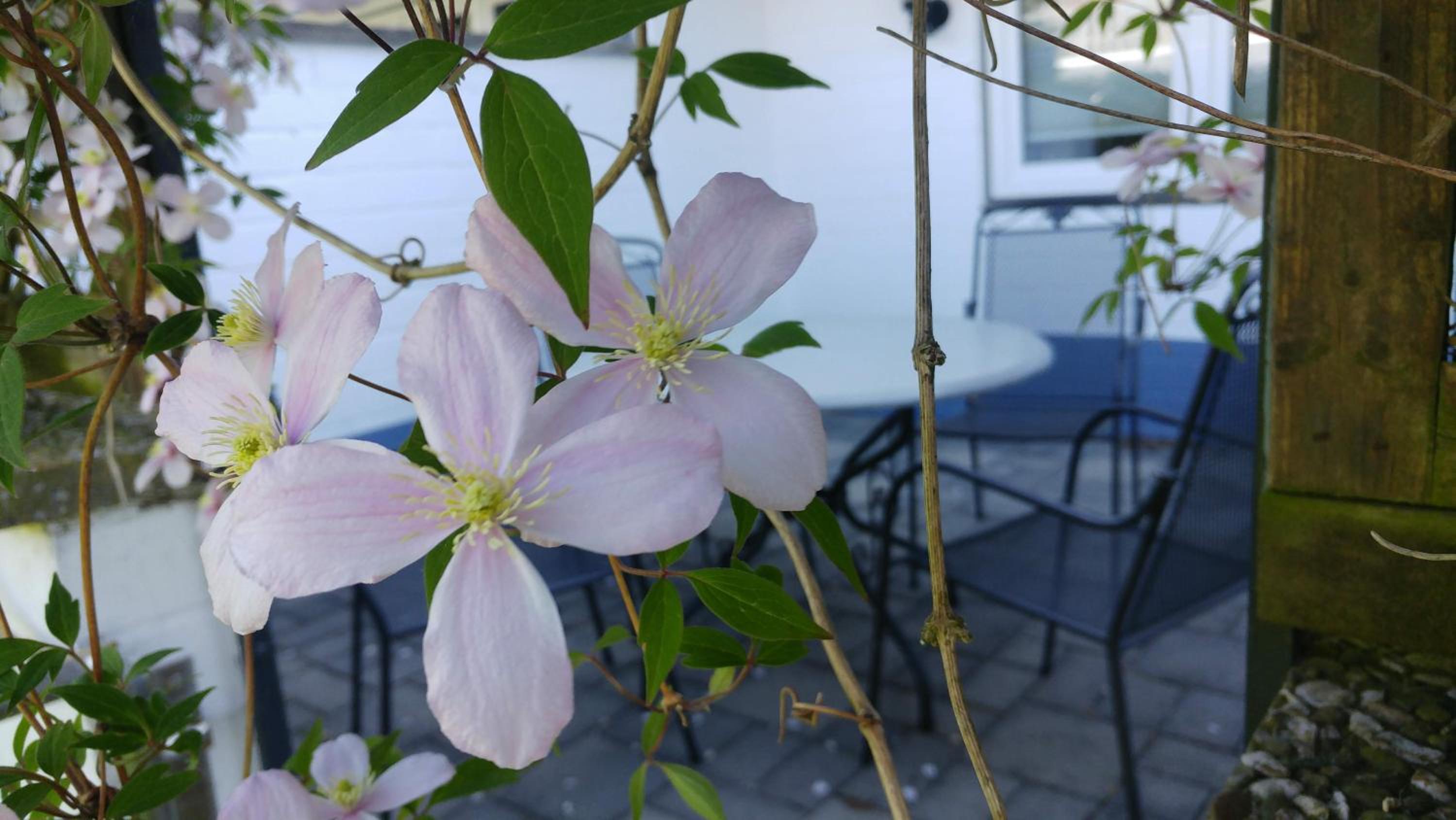 Apartment with Terrace photo 3
