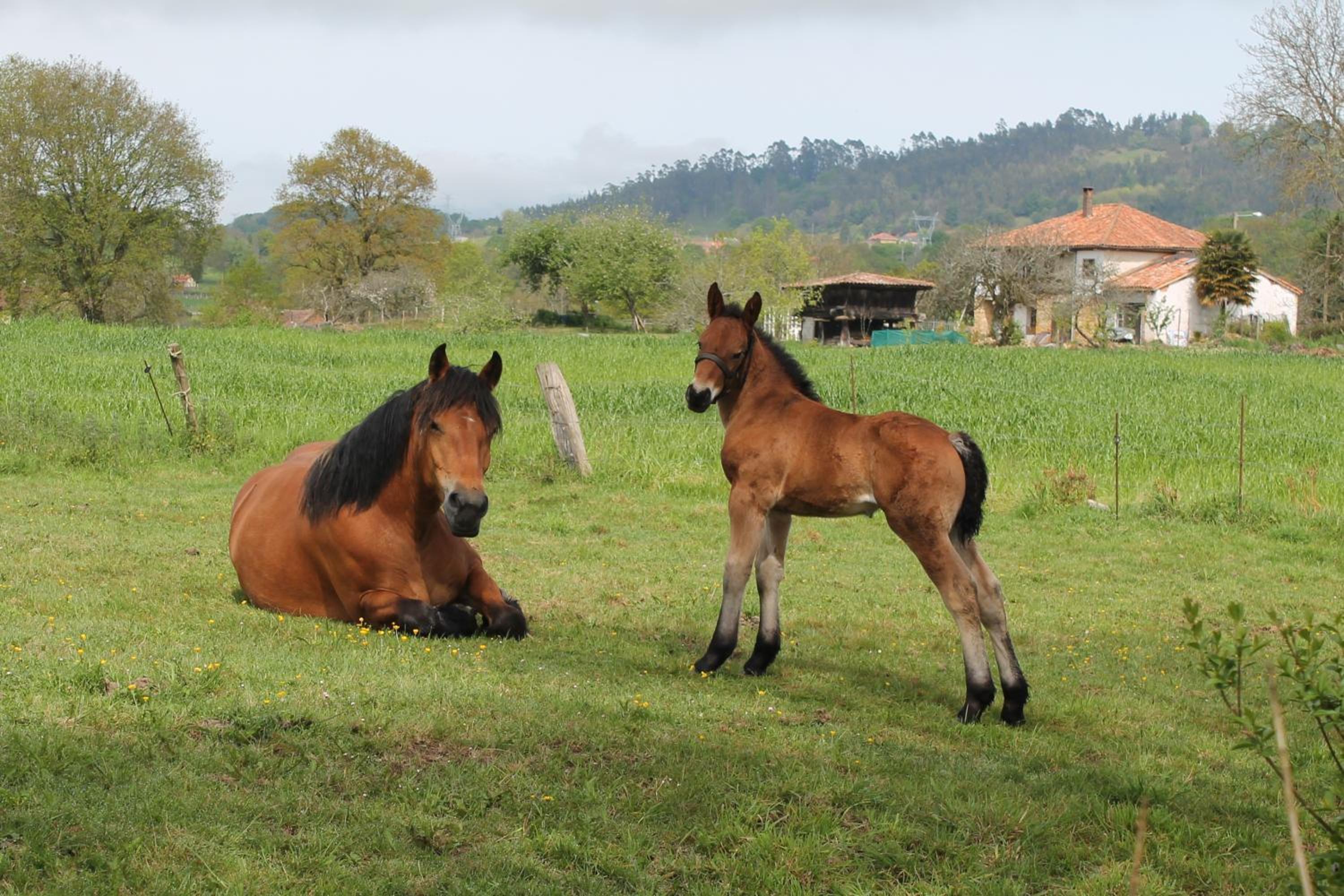 Three-Bedroom House photo 3
