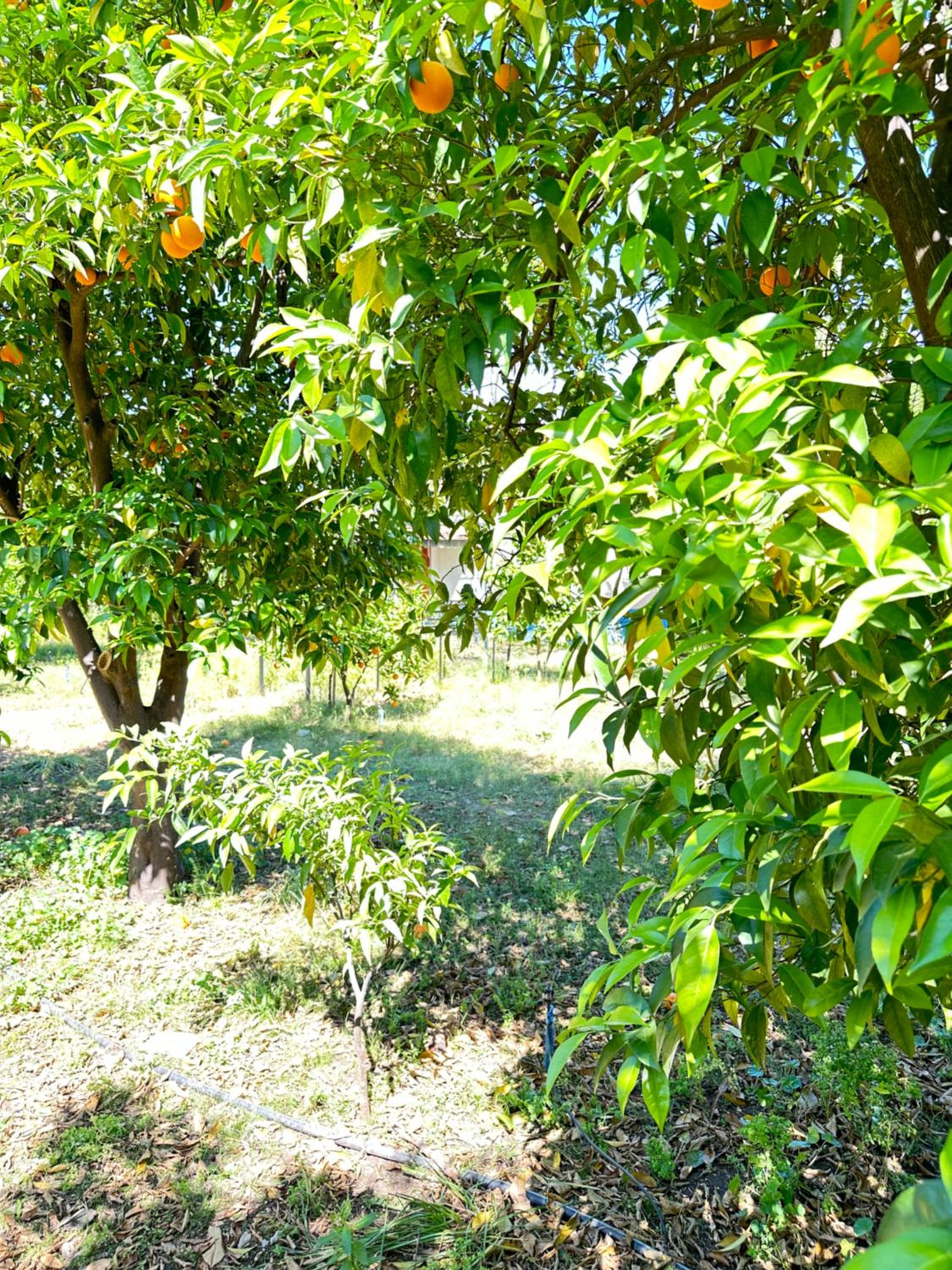 Bungalow with Garden View photo 3