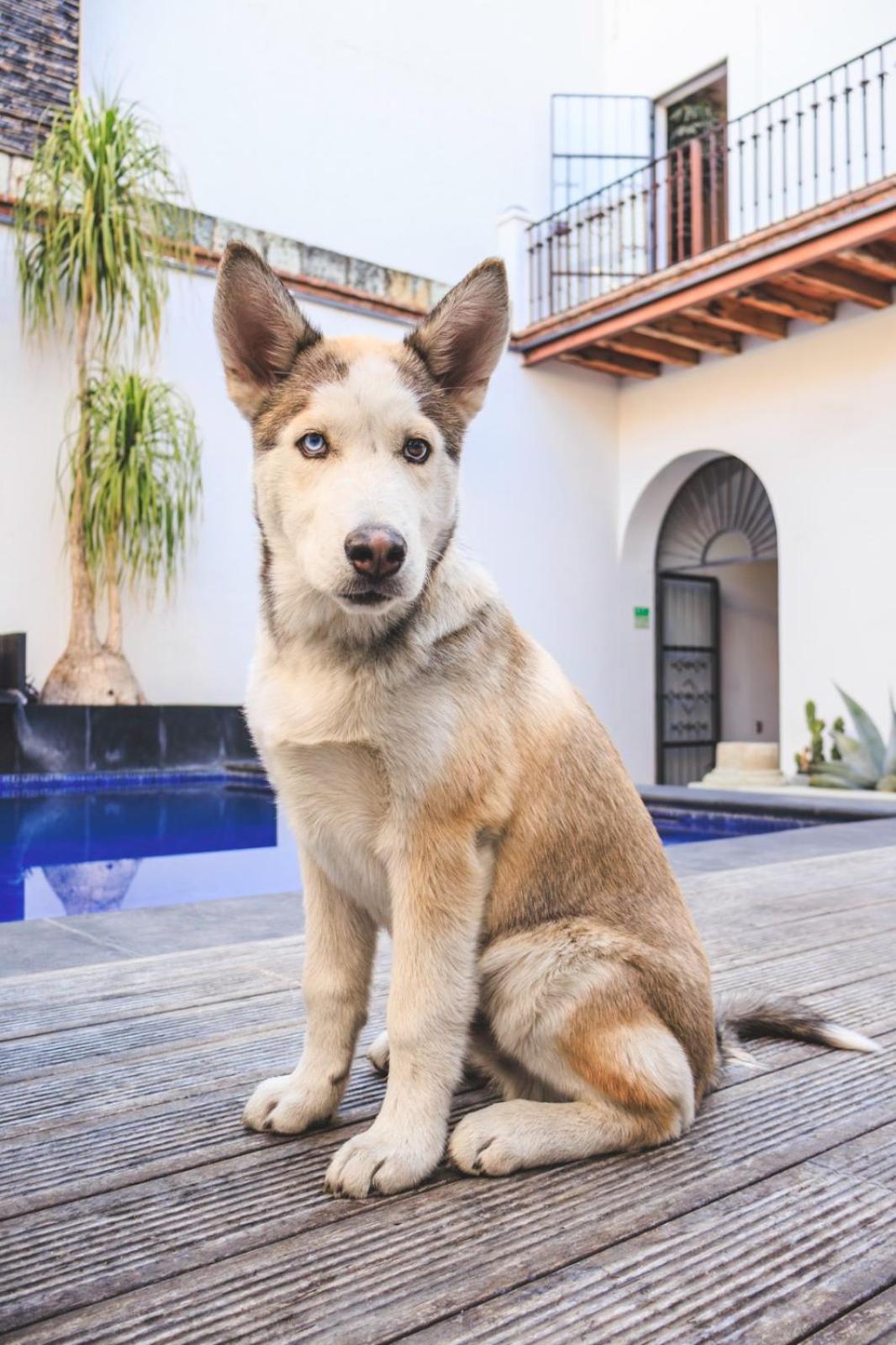 Double Room Pet-Friendly - Photo 9