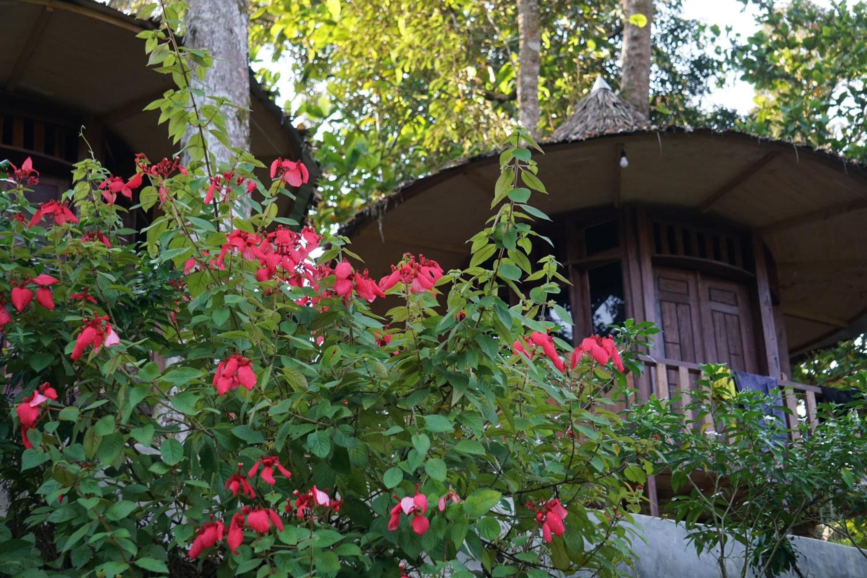 Double Room with Garden View photo 2