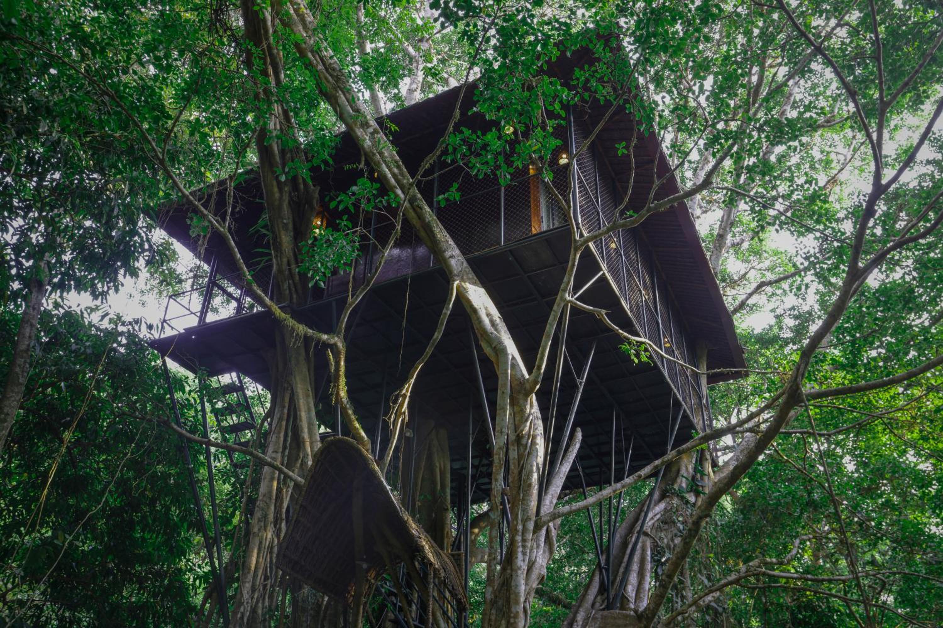 Family Tree House