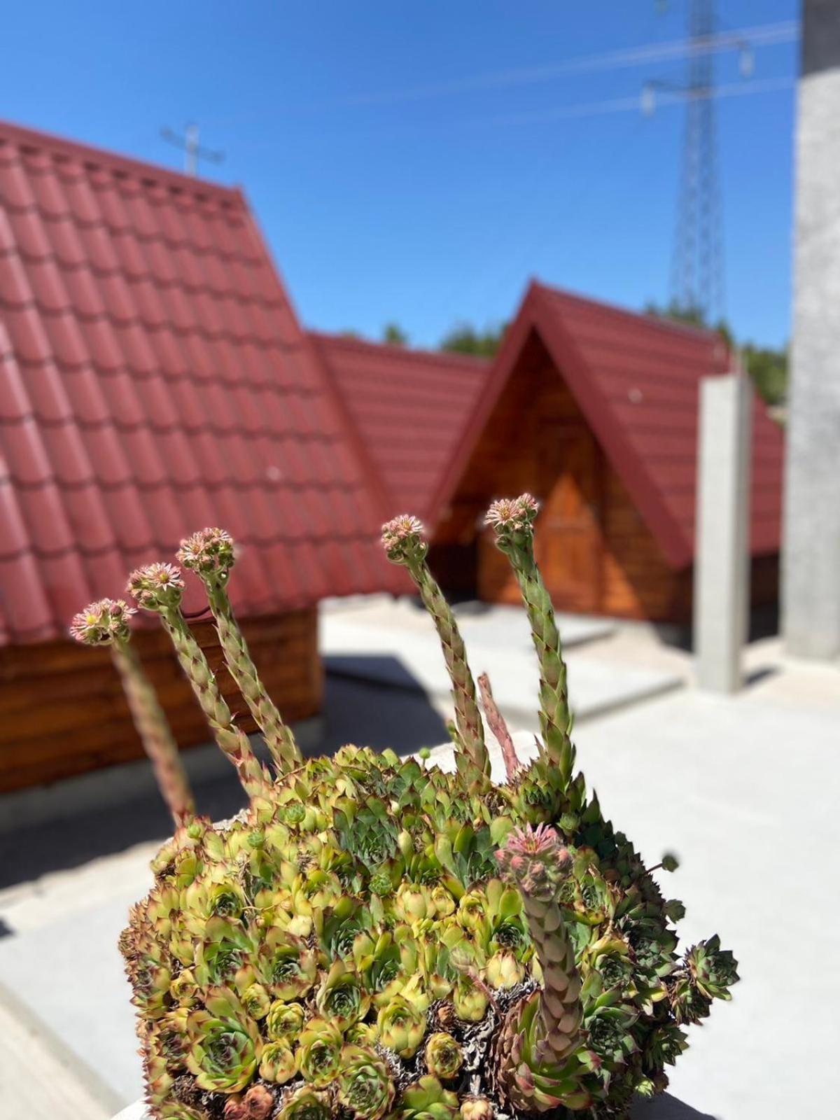 Bungalow photo 3