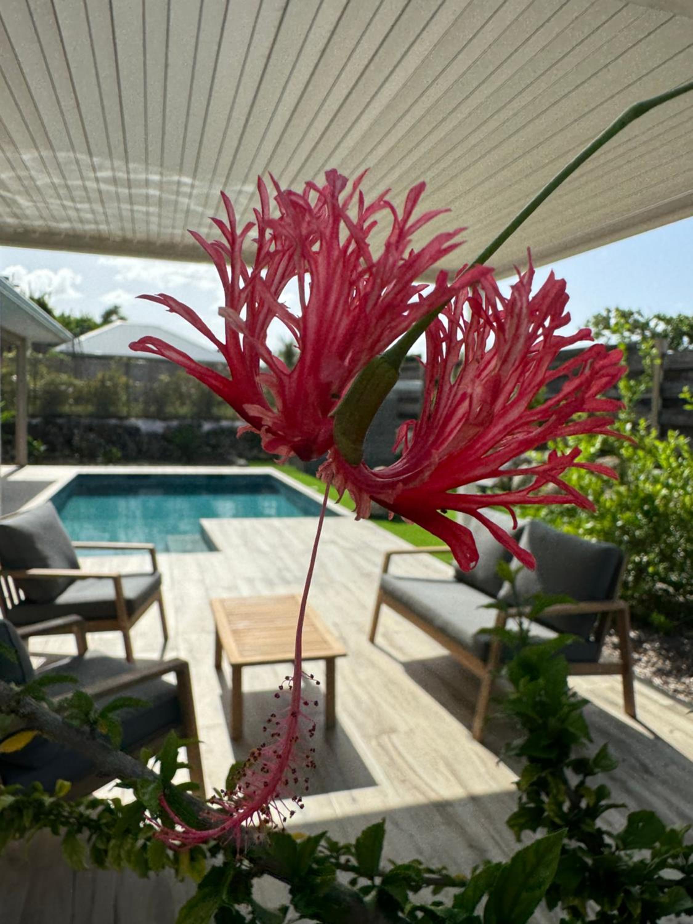 Two-Bedroom Villa photo 1