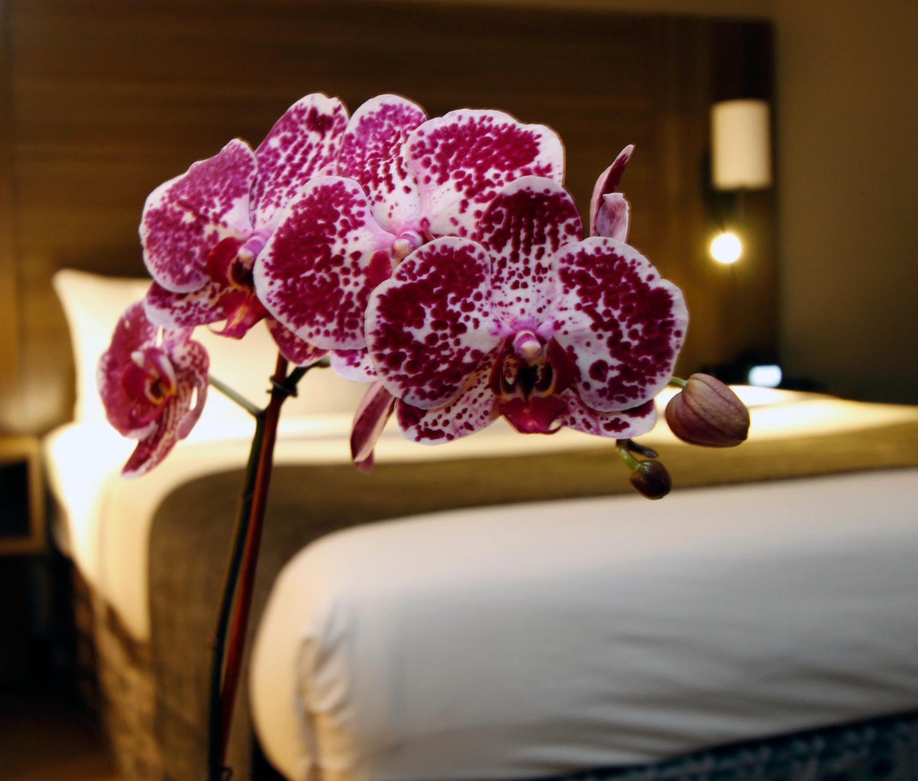 King Suite - Photo 2