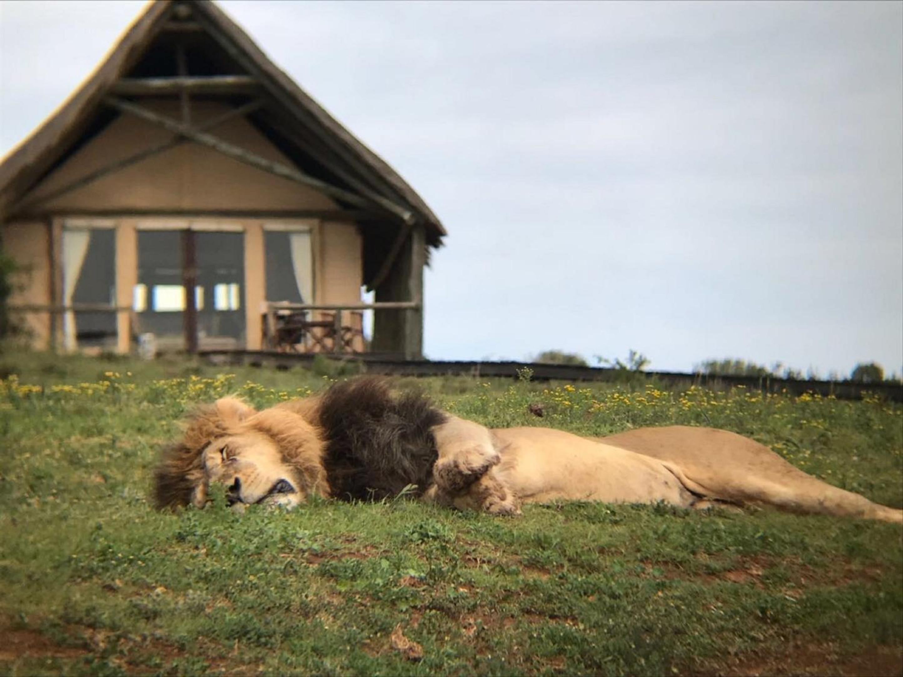 Tent - Photo 13