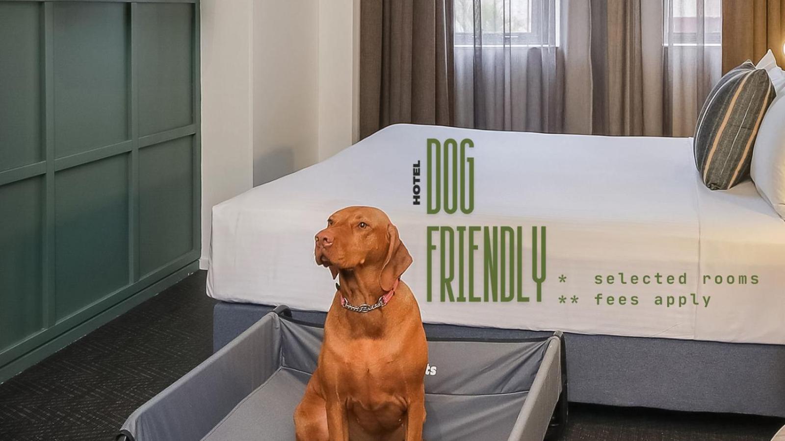 King Suite (Dog Friendly - additional fees apply) photo 2