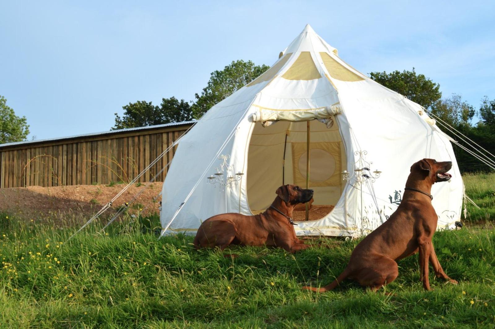 Tent photo 1
