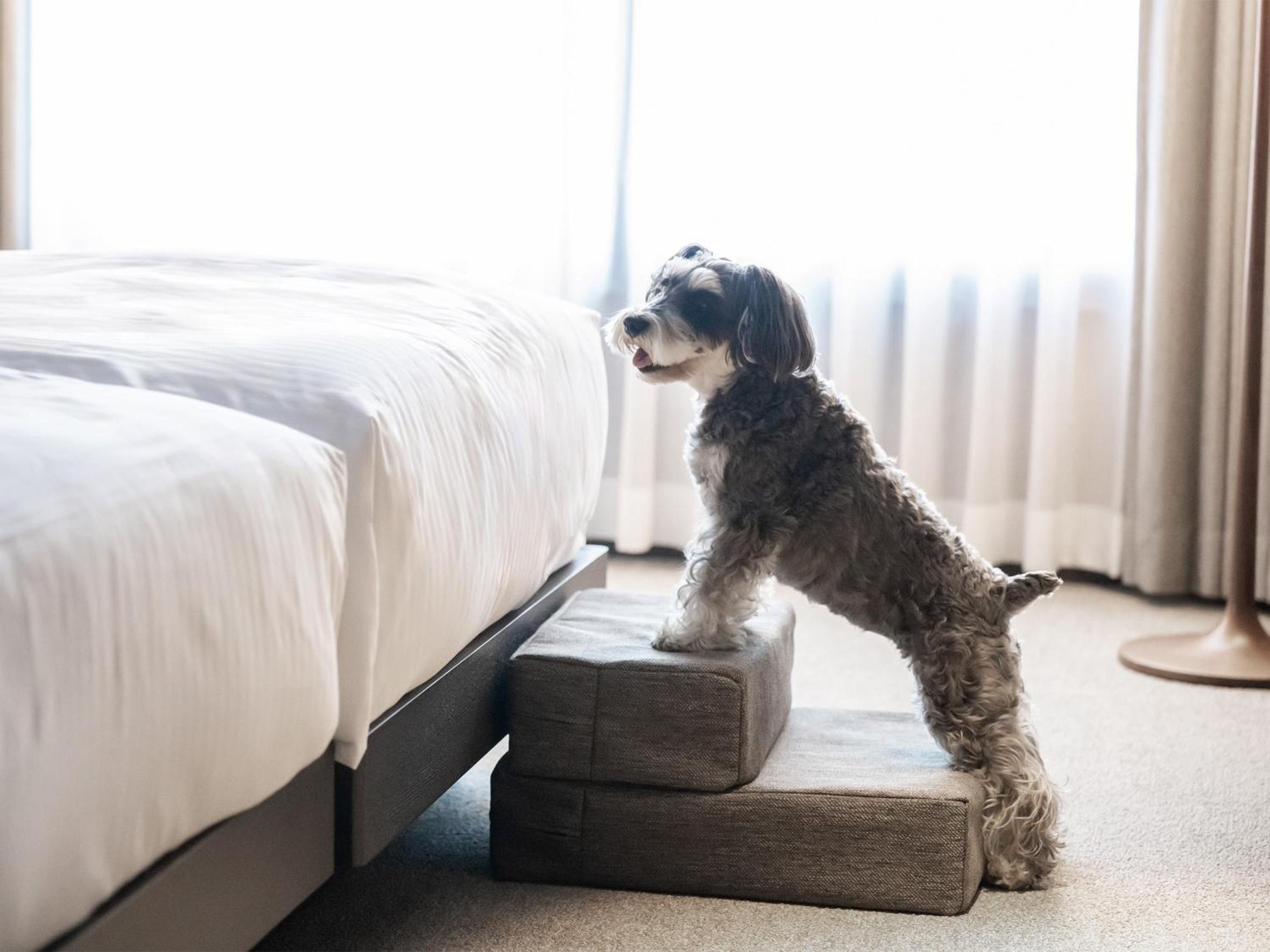 Deluxe Twin Room - Non-Smoking - Dog Friendly photo 3