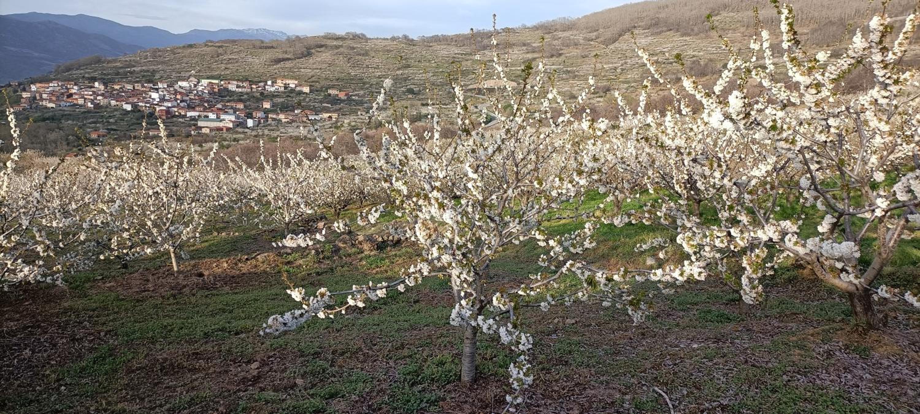 Five-Bedroom House photo 3