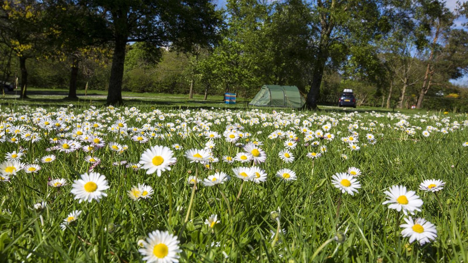Tent photo 3