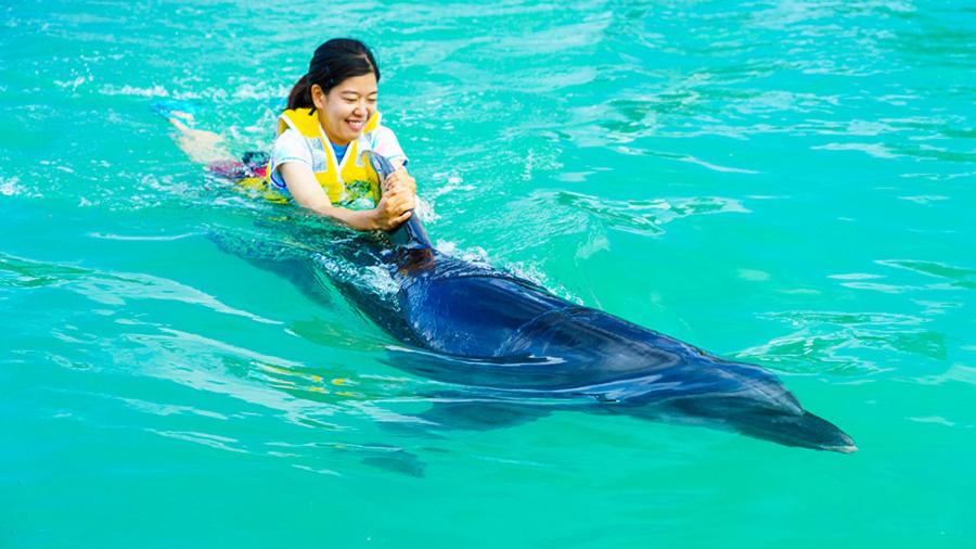 Room with Tatami area and Sea View, Includes “Swim with Dolphin” program (held at 10:30 on the day after check-in) photo 3