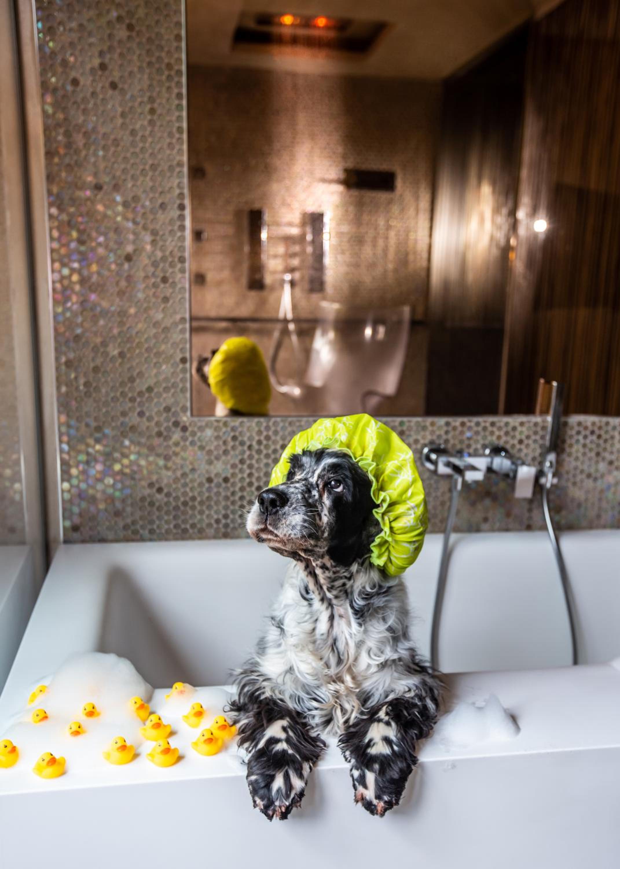 Junior Suite with Hydromassage Shower photo 2