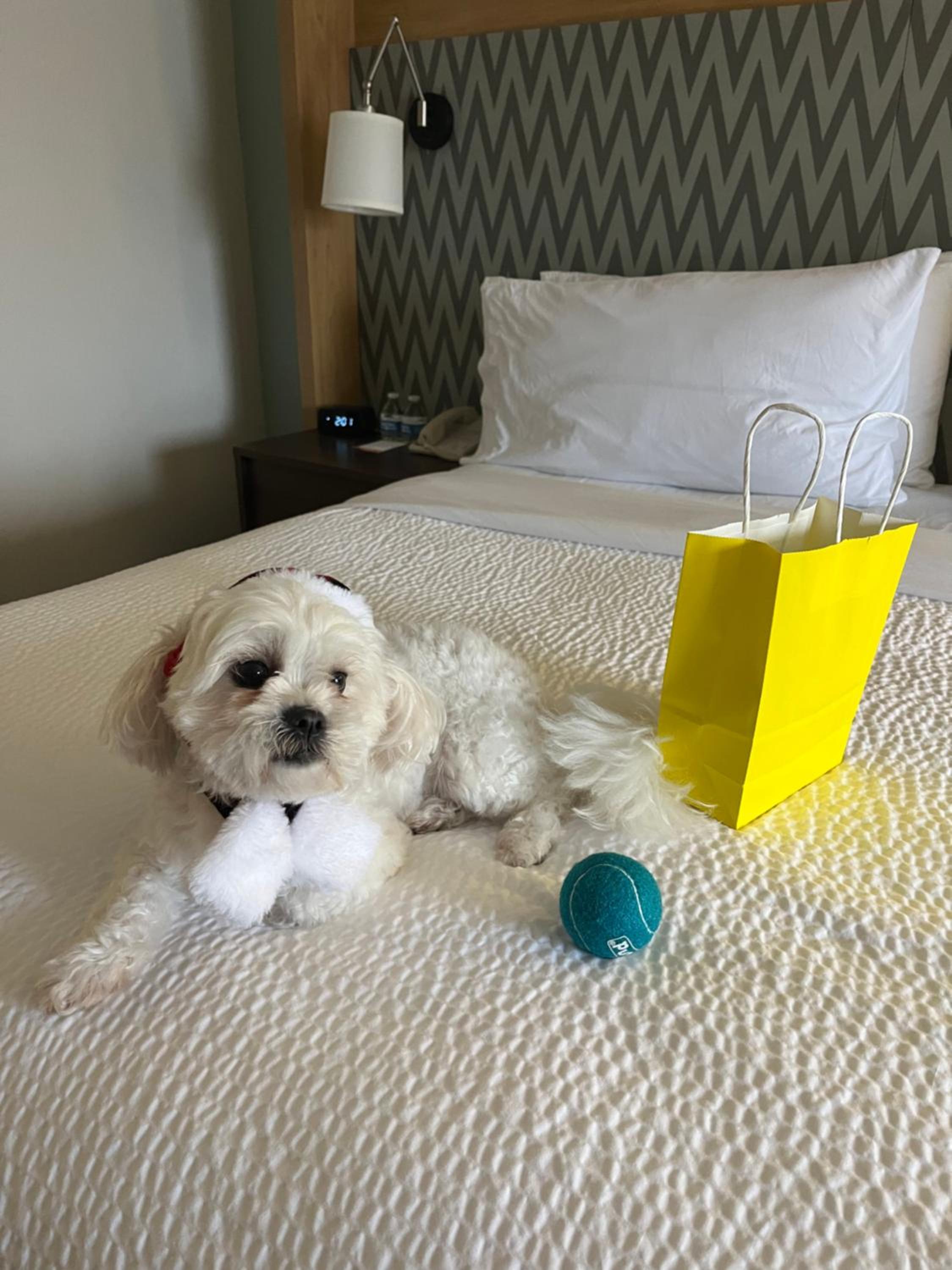 Standard King Room with Sofa Bed - Pet Friendly