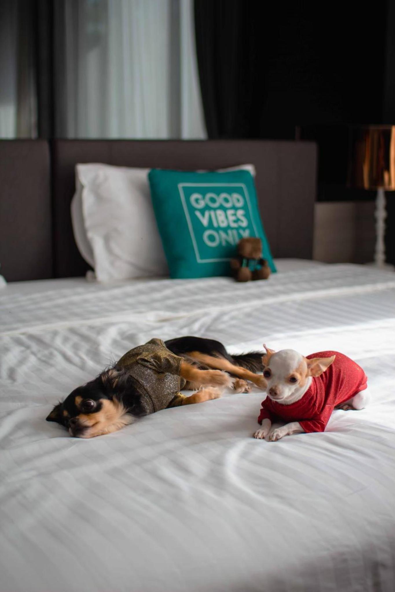 One Bedroom Deluxe Double Pet Friendly (2nd Floor)