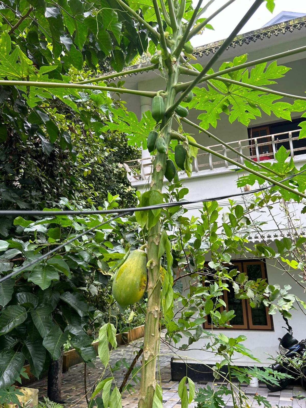 Double Room with Balcony (2 Adults + 1 Child) photo 2