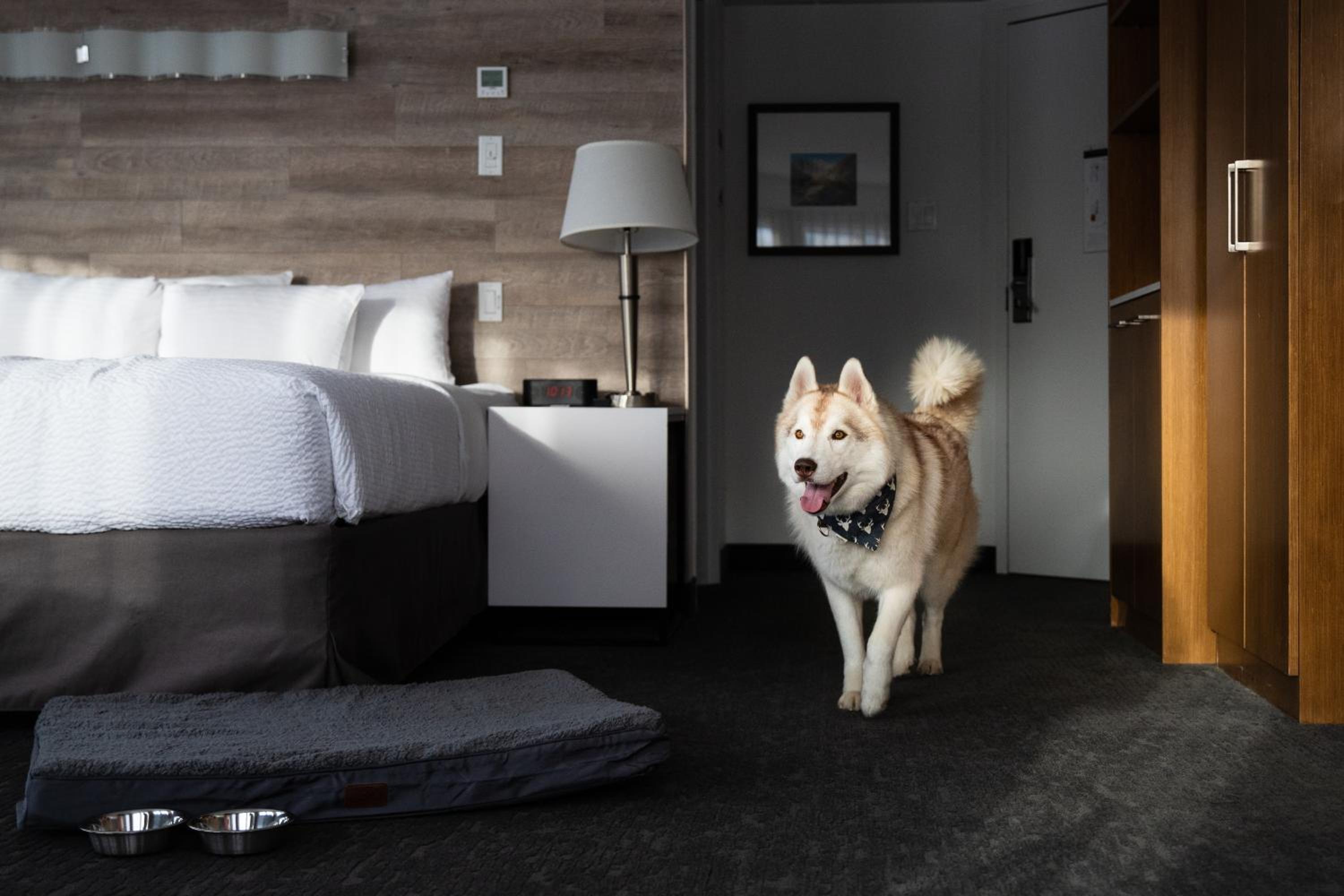 Standard Queen Room with Two Queen Beds - Pet Friendly photo 1