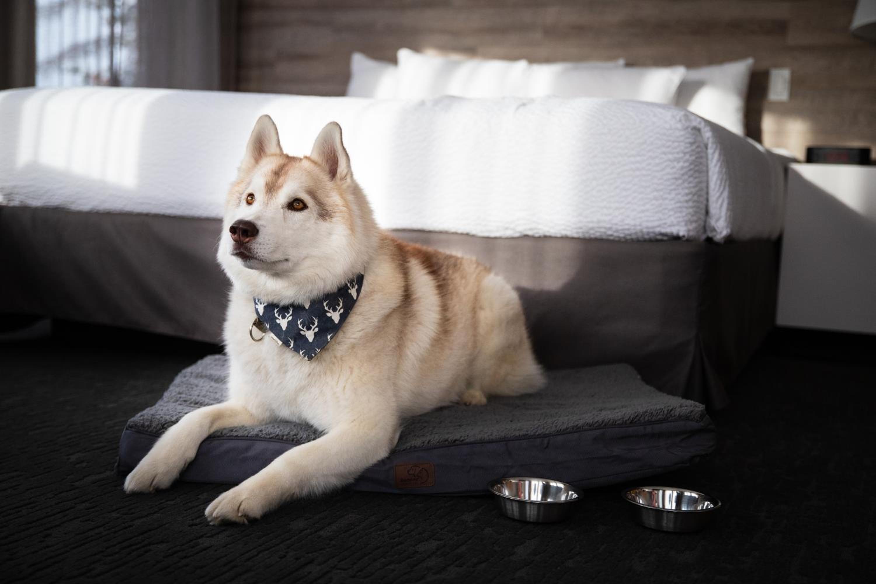 Standard Queen Room with Two Queen Beds - Pet Friendly photo 2
