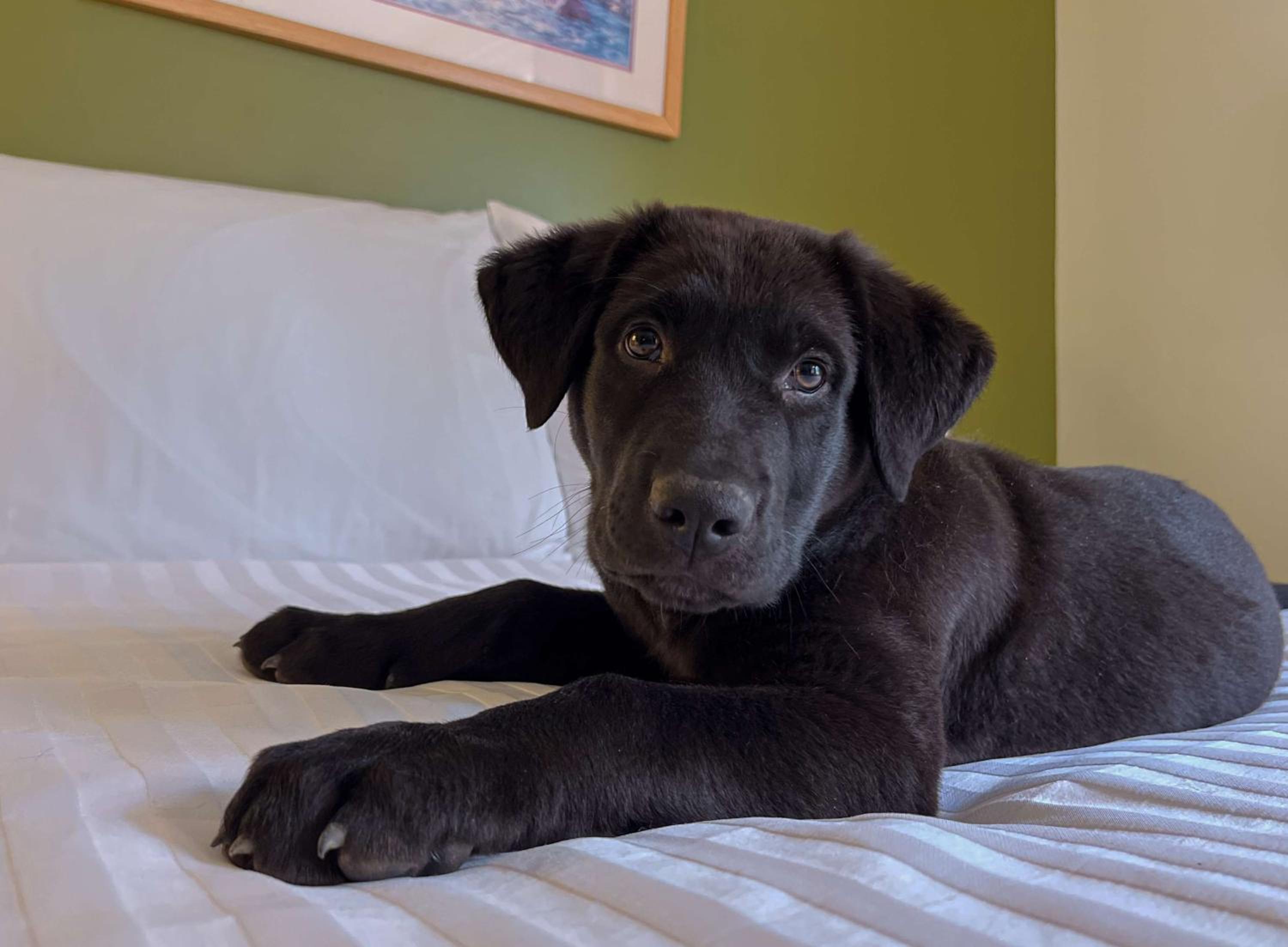 Coast Two Queens Pet Friendly - Photo 6