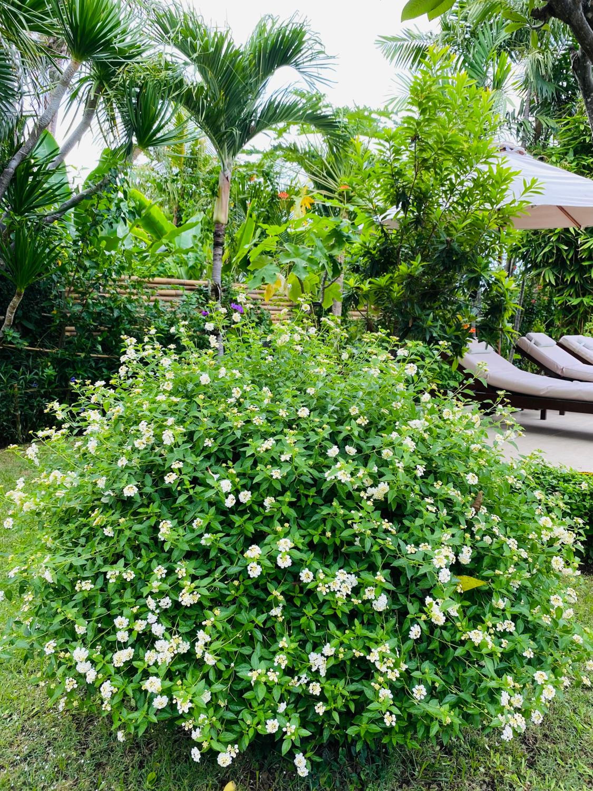 Three-Bedroom Villa photo 2