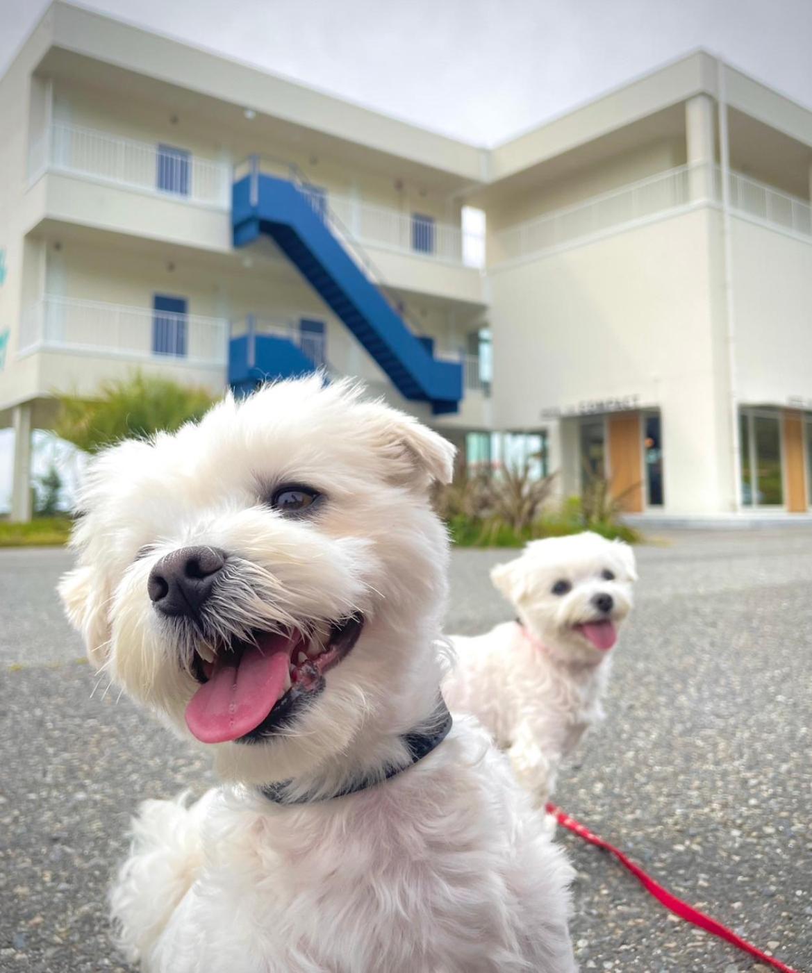 Double Room-dog ok - Photo 7