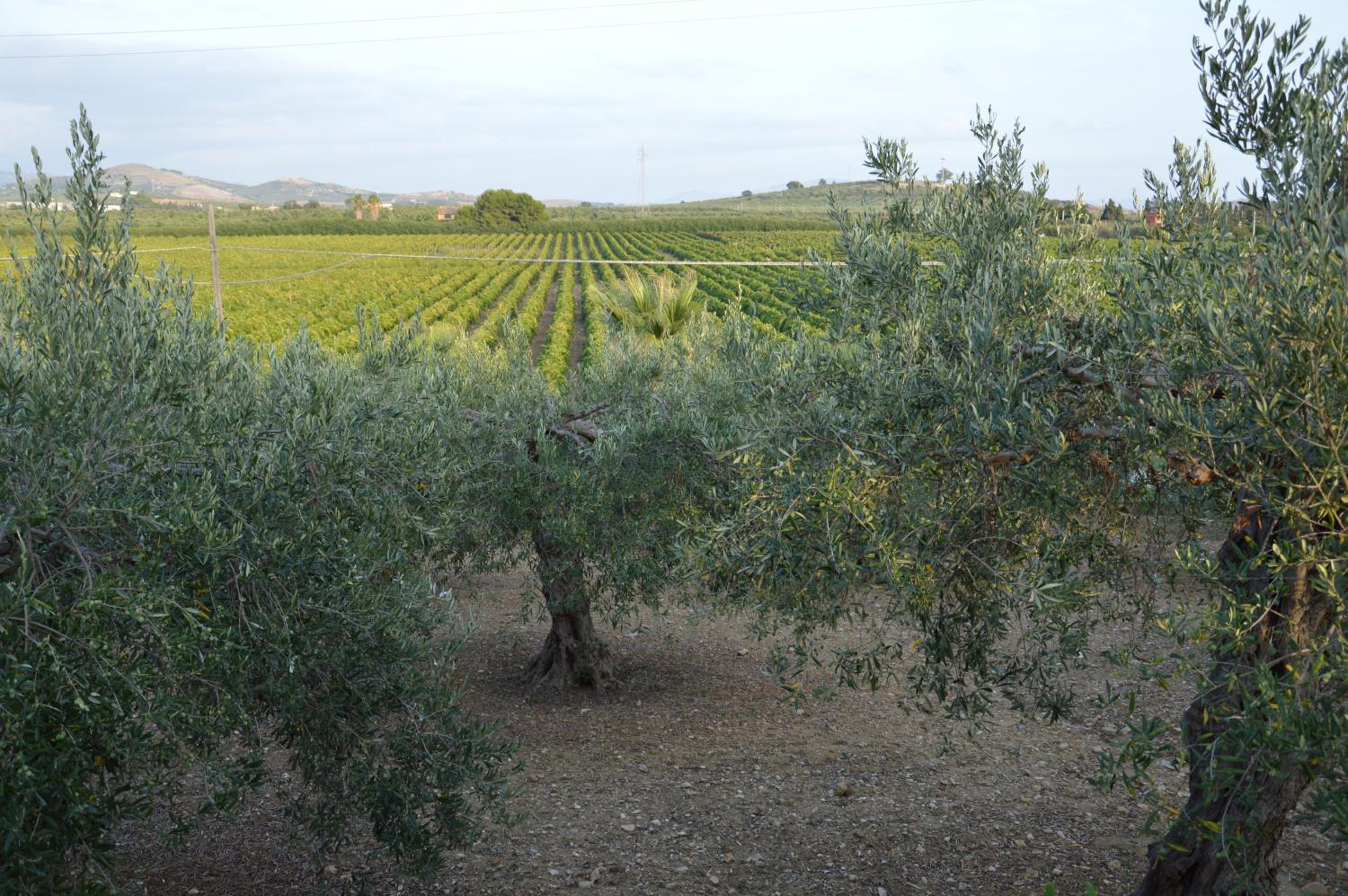 Villa with Private Pool photo 3