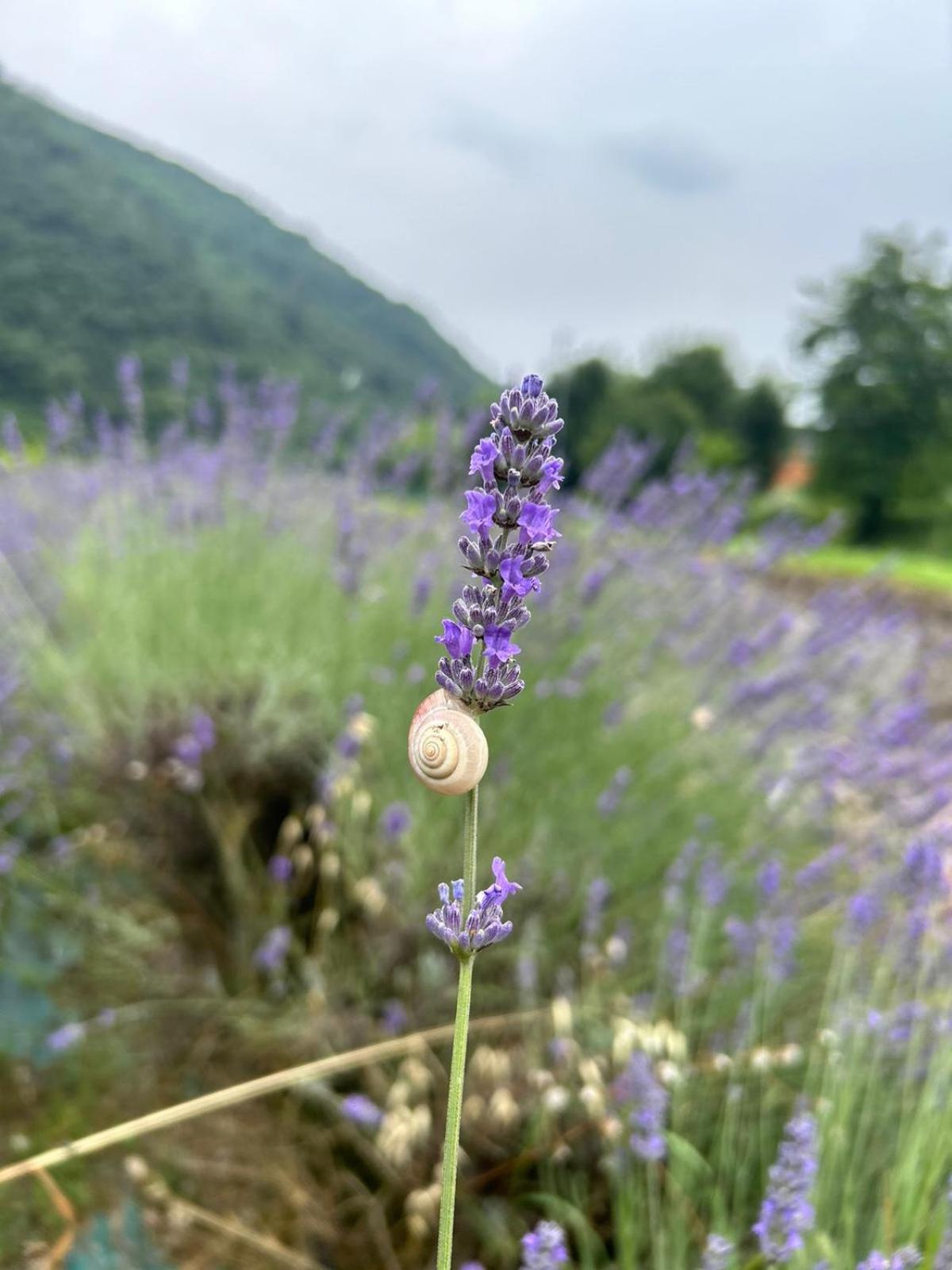 Agri-alloggio le Poscole Al Canton, Billede 8