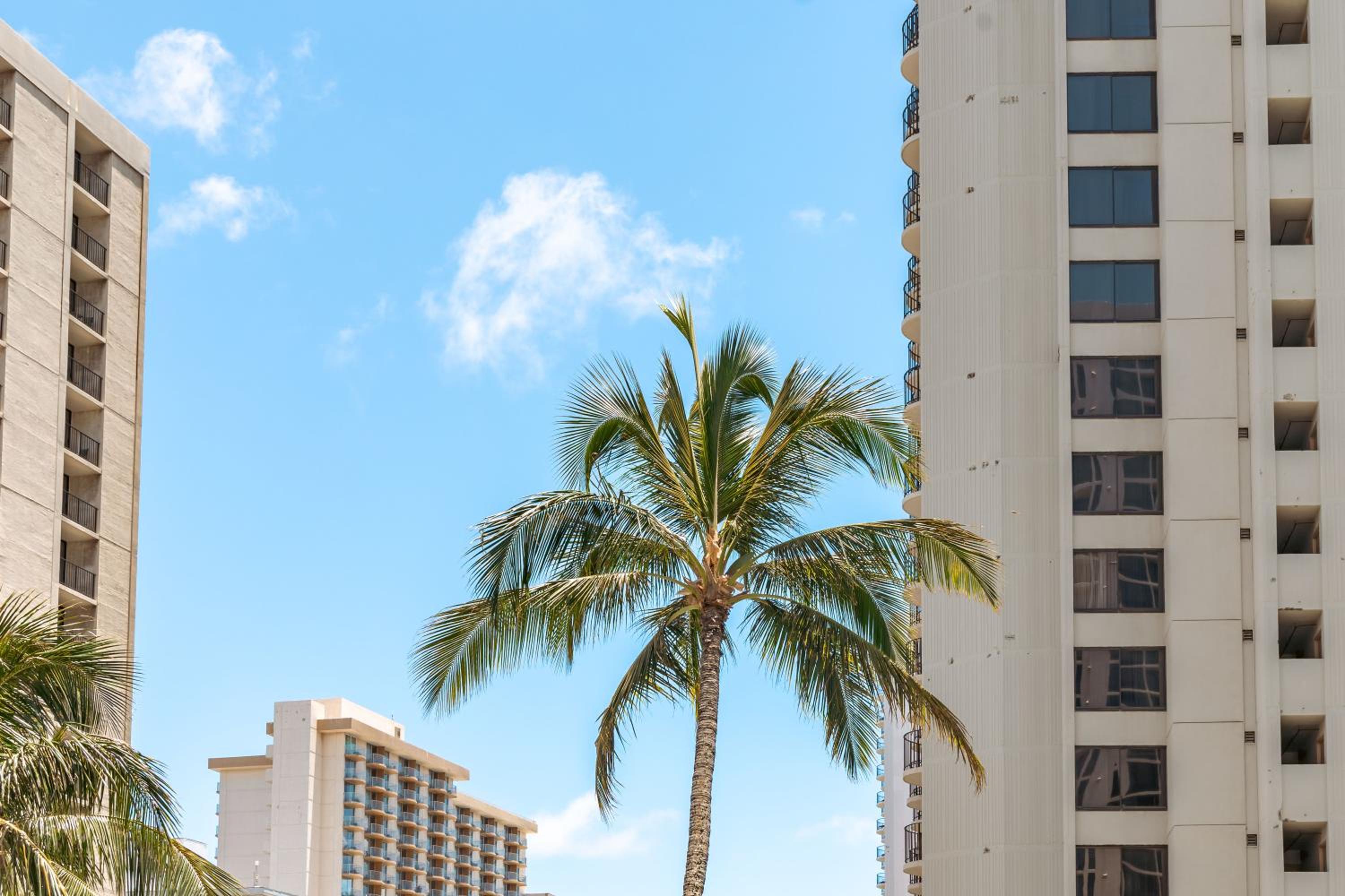 Waikiki condo - lanai, pool & beach access: One-Bedroom Apartment photo
