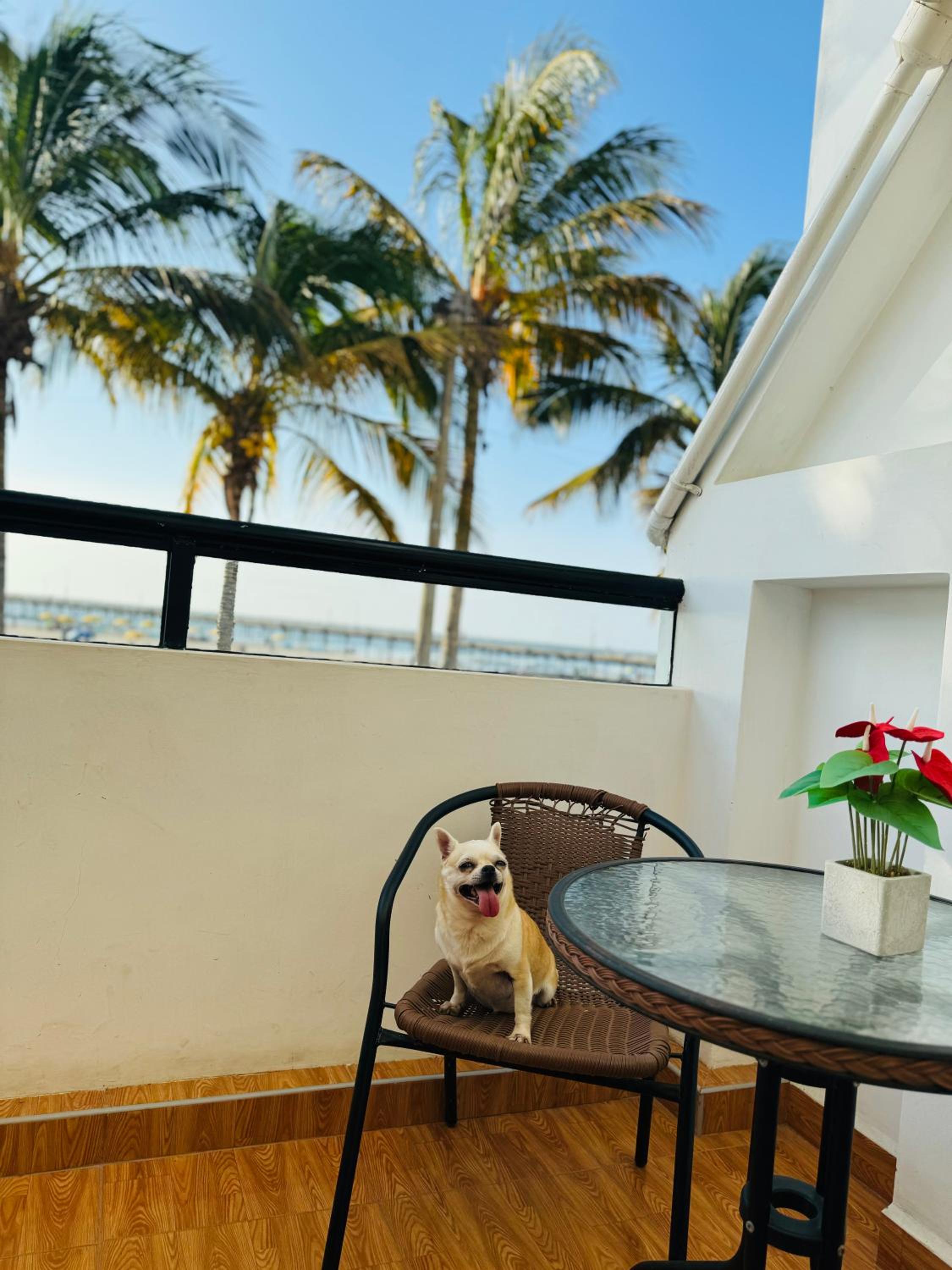 Suite with Sea View photo 2