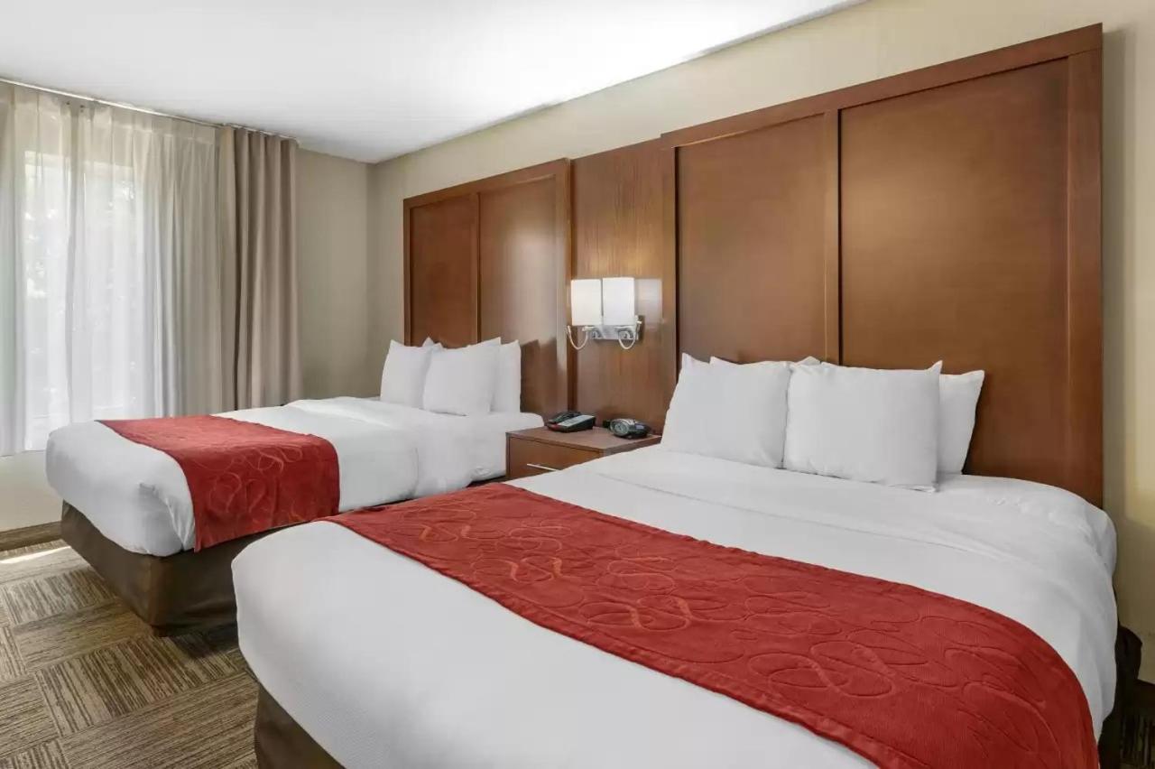 Large One Room Suite with Two Queen Beds and Sofa bed - Non Smoking
