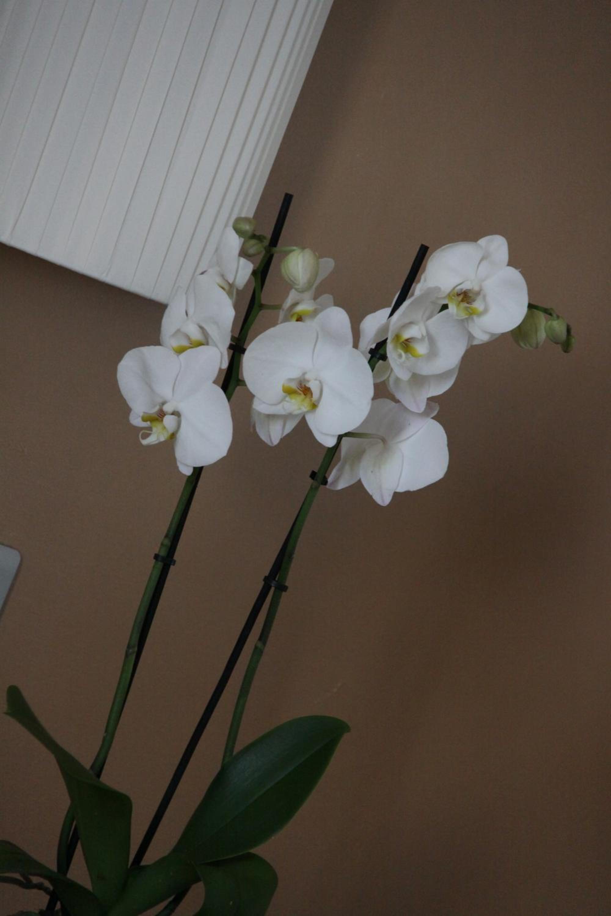 Superior Double Room - Photo 6