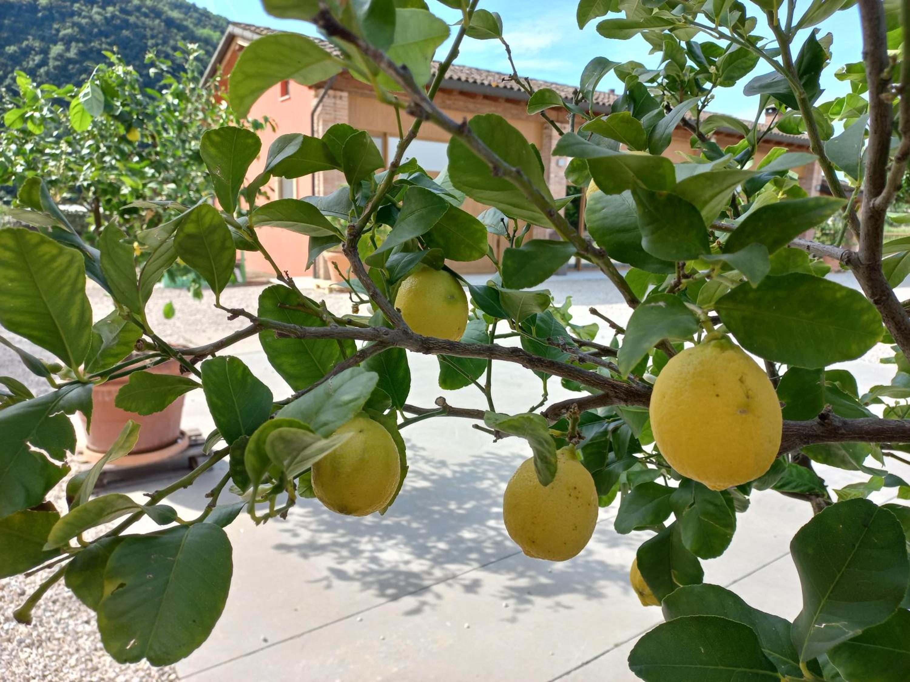 Agri-alloggio le Poscole Al Canton, Billede 14
