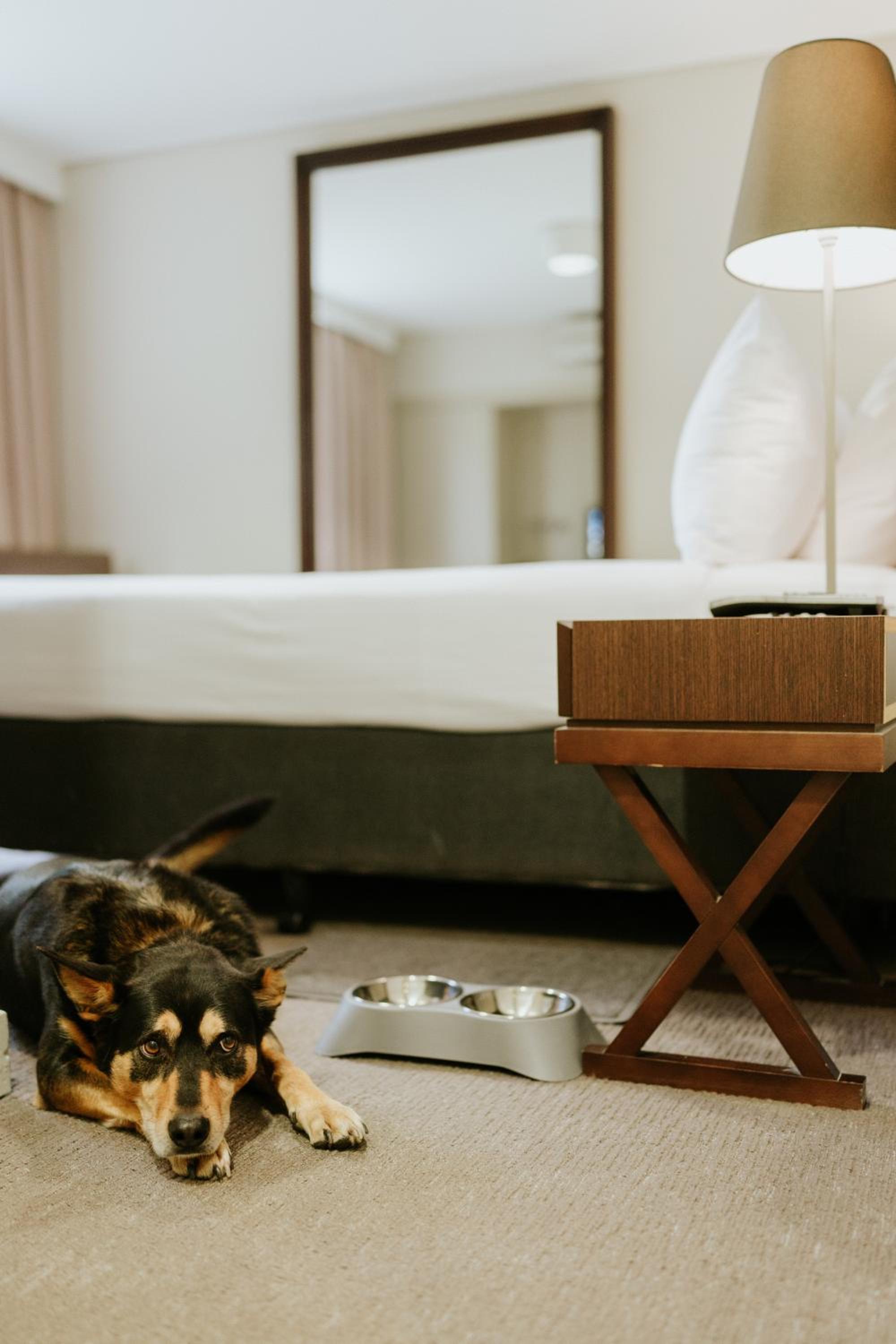 Pet Friendly Hotel Room – Weekly Housekeeping photo 3
