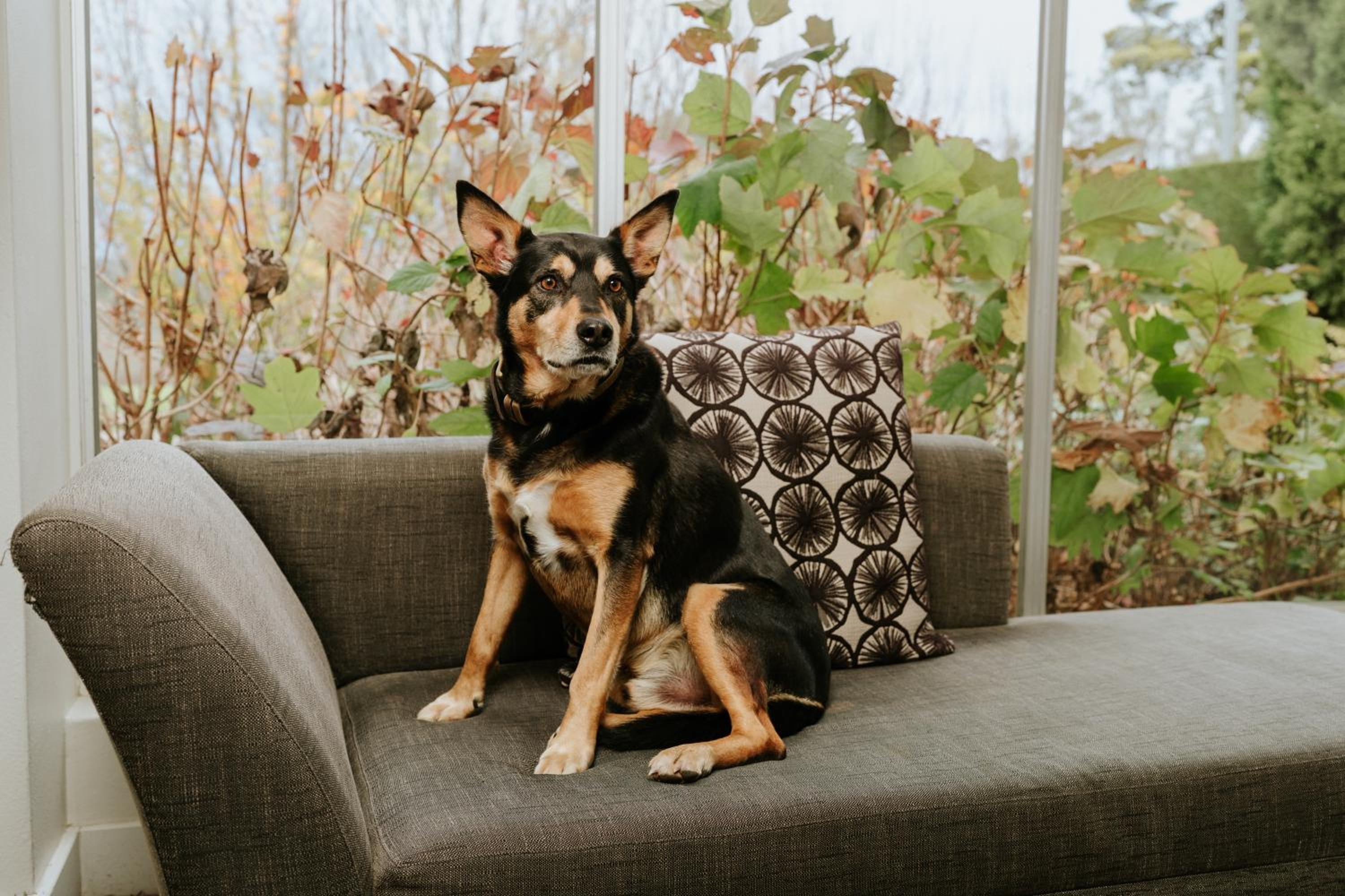 Pet Friendly Hotel Room photo 3
