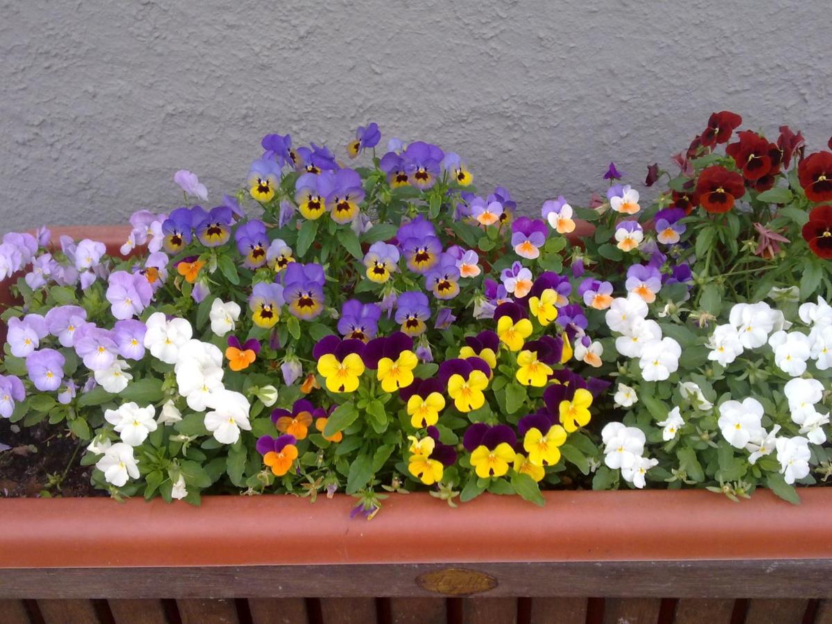 Apartment with Garden View photo 3