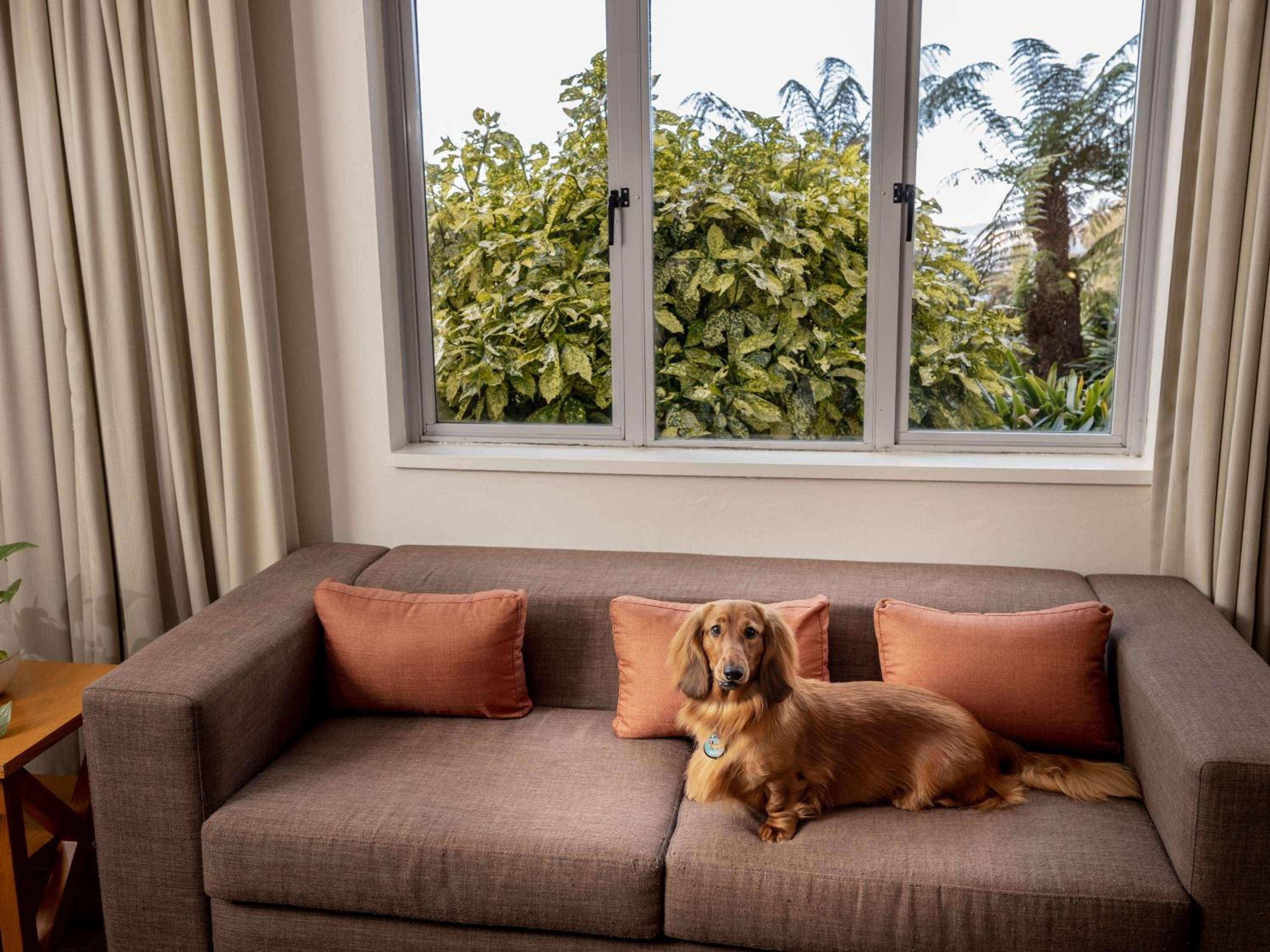 Standard King Room with Courtyard - Pet Friendly - Photo 5