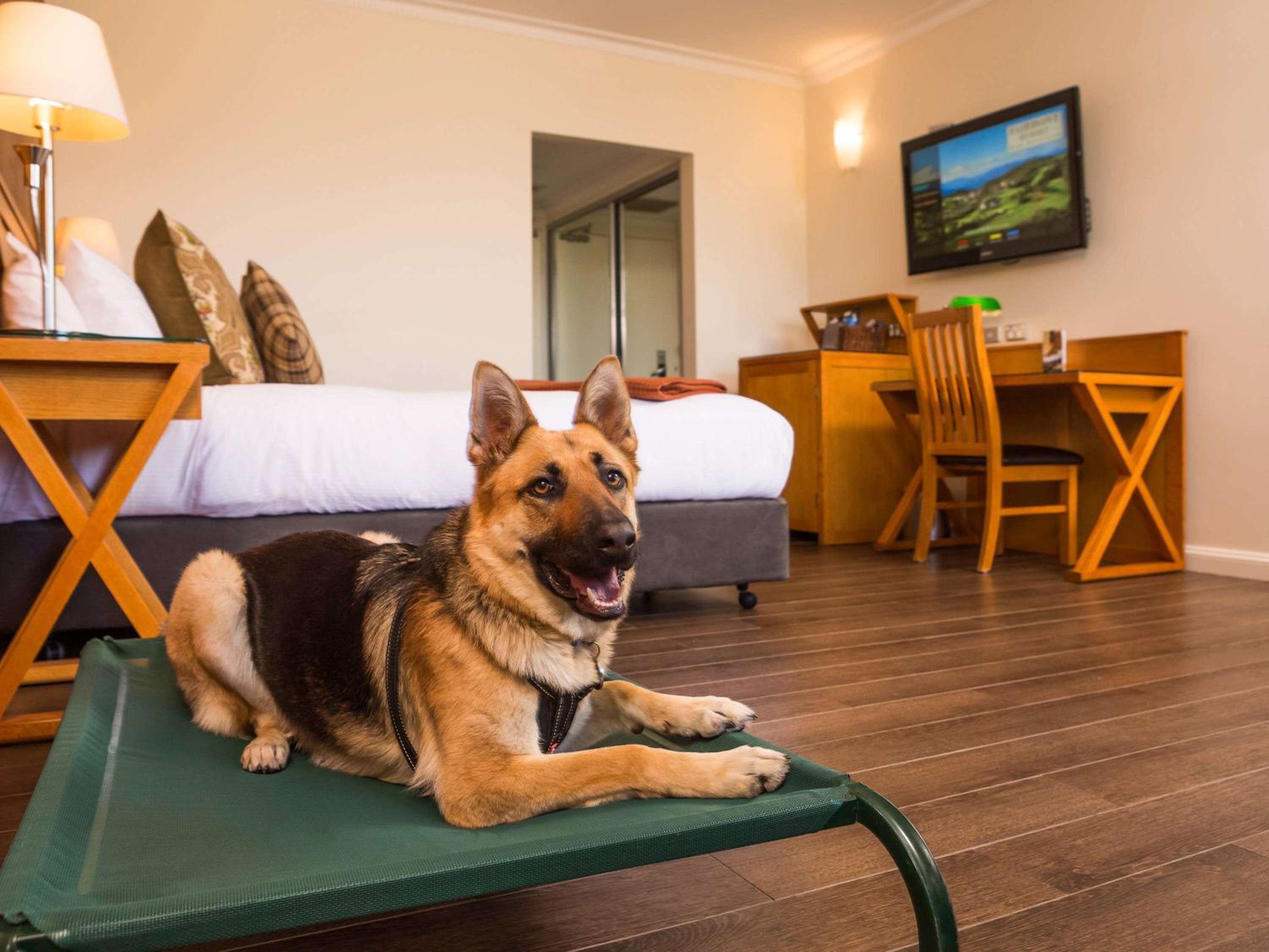 Standard King Room with Courtyard - Pet Friendly - Photo 3