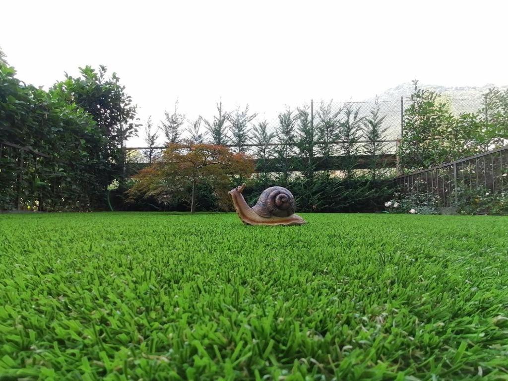 Studio with Garden View photo 2
